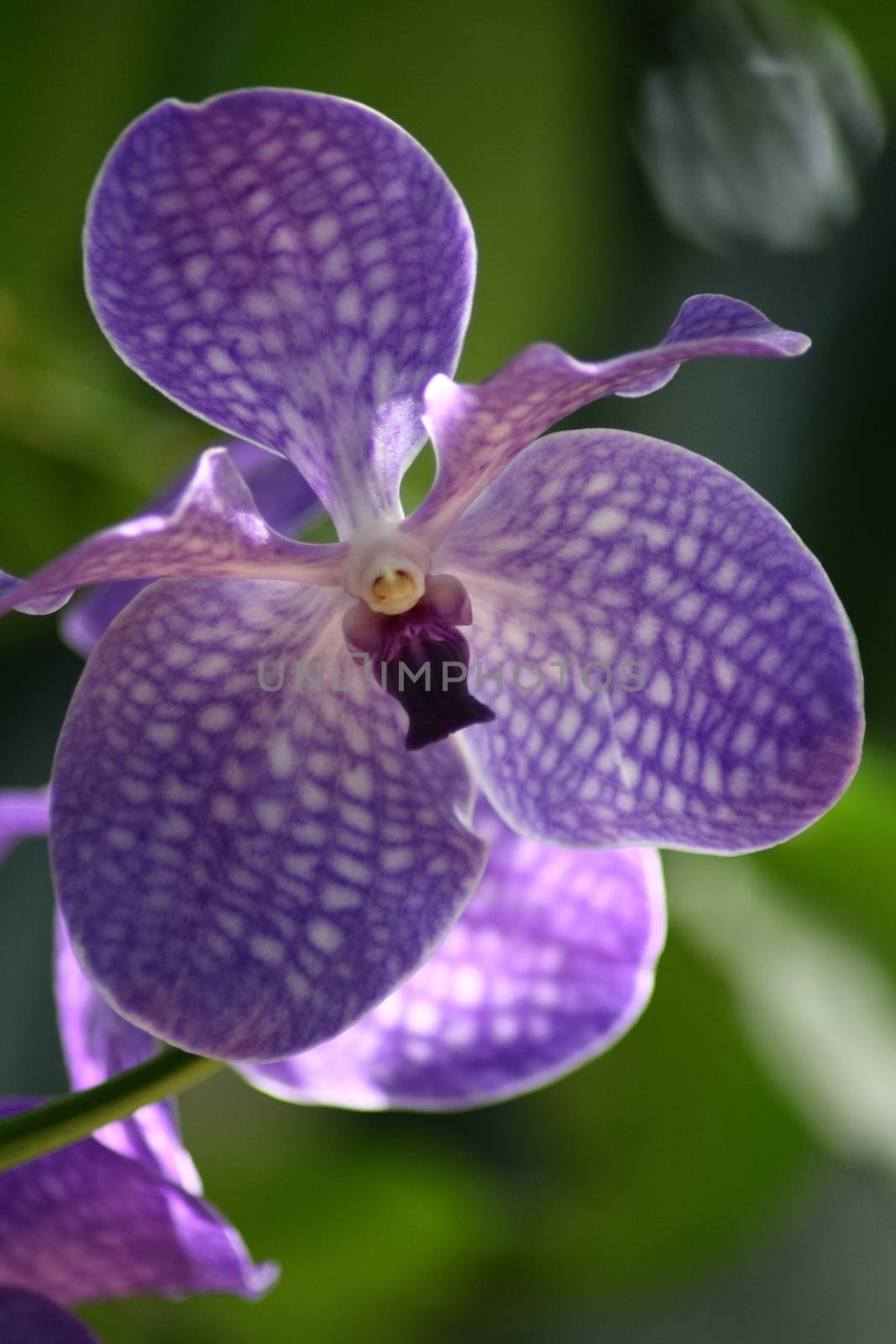 Close up of a beautiful blue one orchid flower