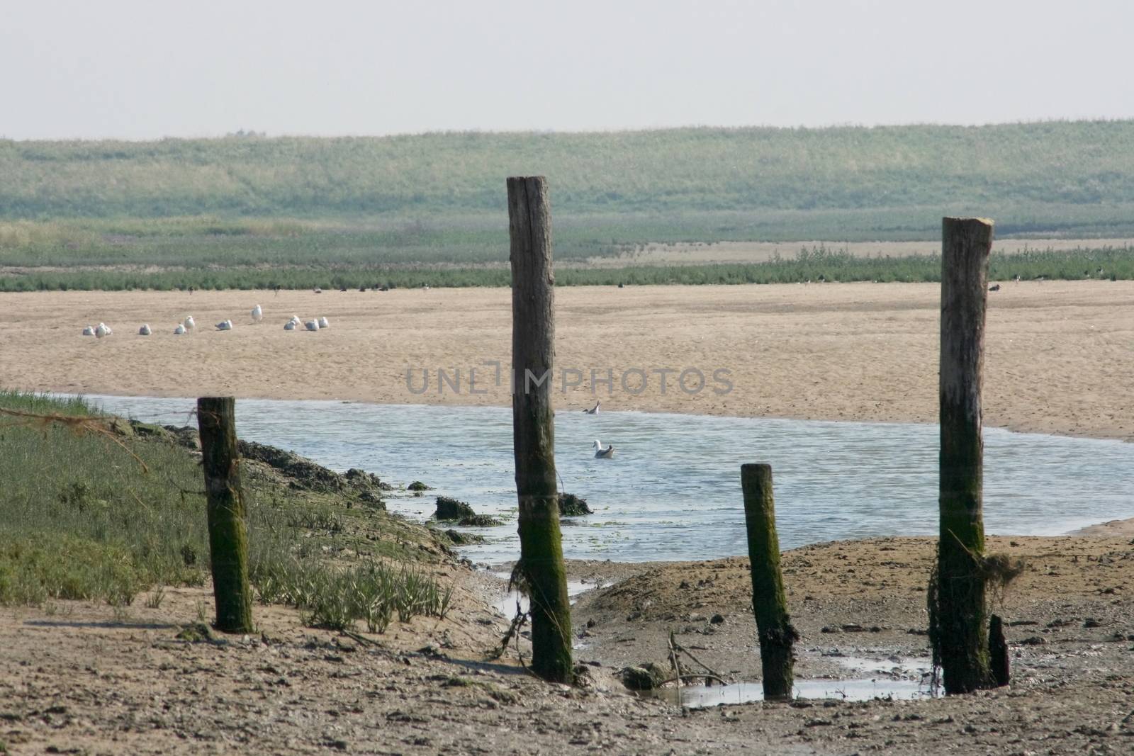 Nature Reserve (Het Zwin) bordering Belgium Netherlands