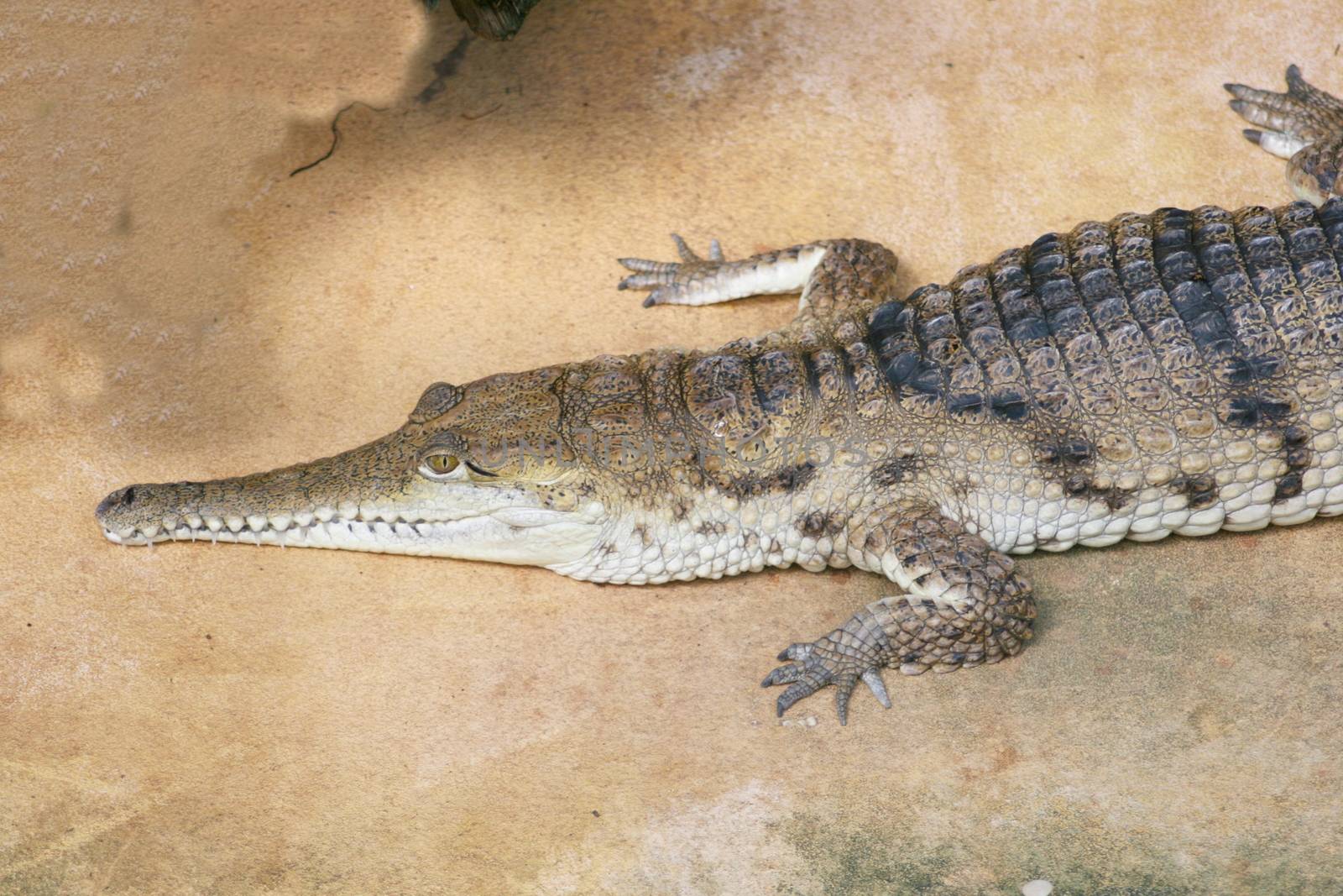 Detail view of a crocodile on the water tepid gestures 