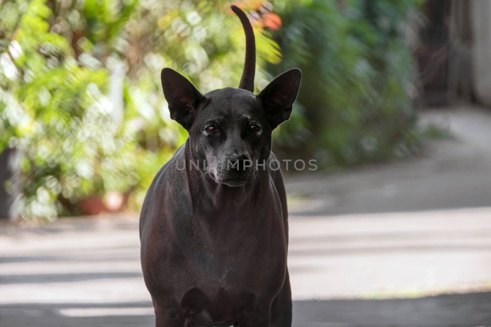 Thai Ridgeback dog looking at the camera , selective focus