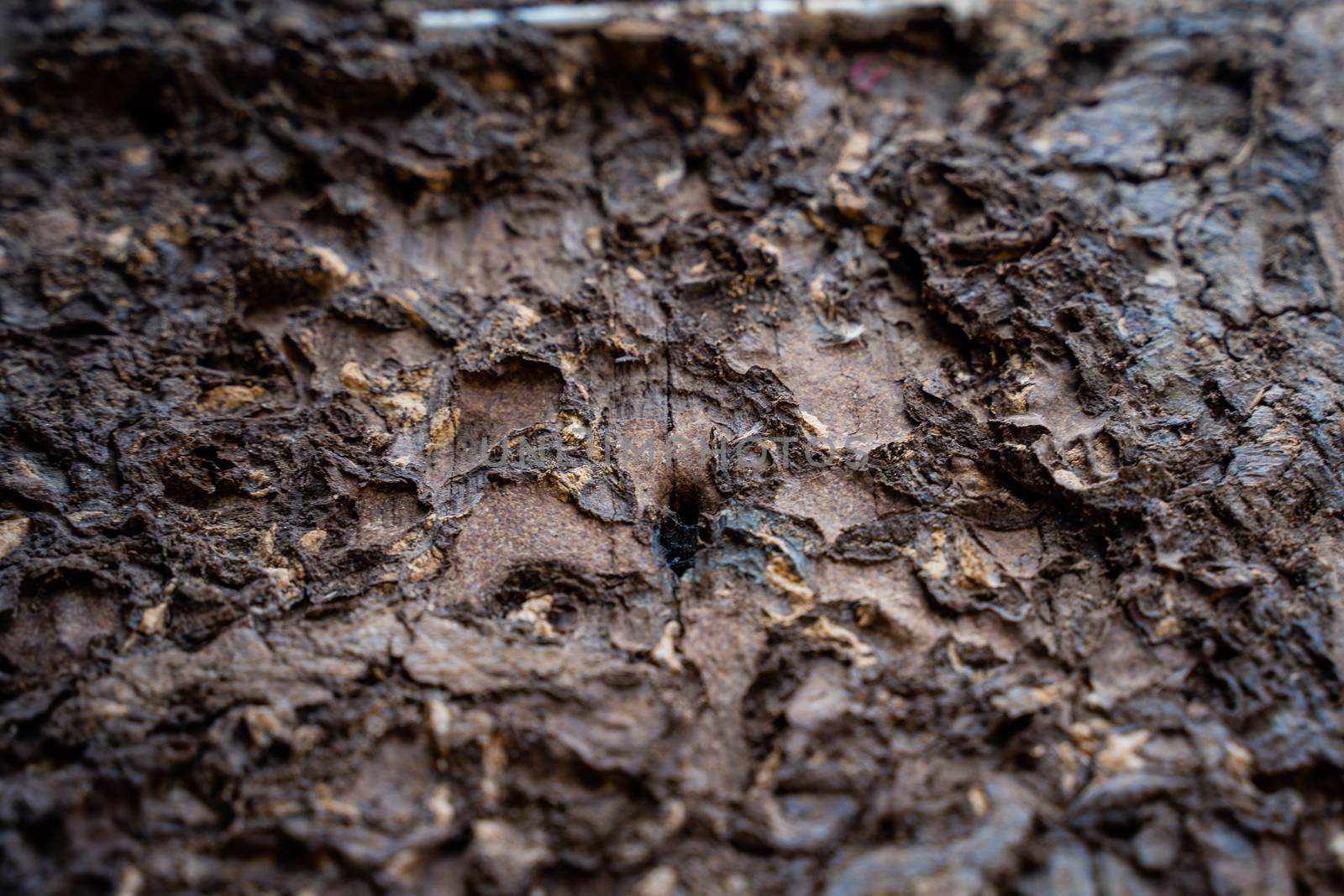 The Termite infested wood close up. Termite infested wood surface close up
