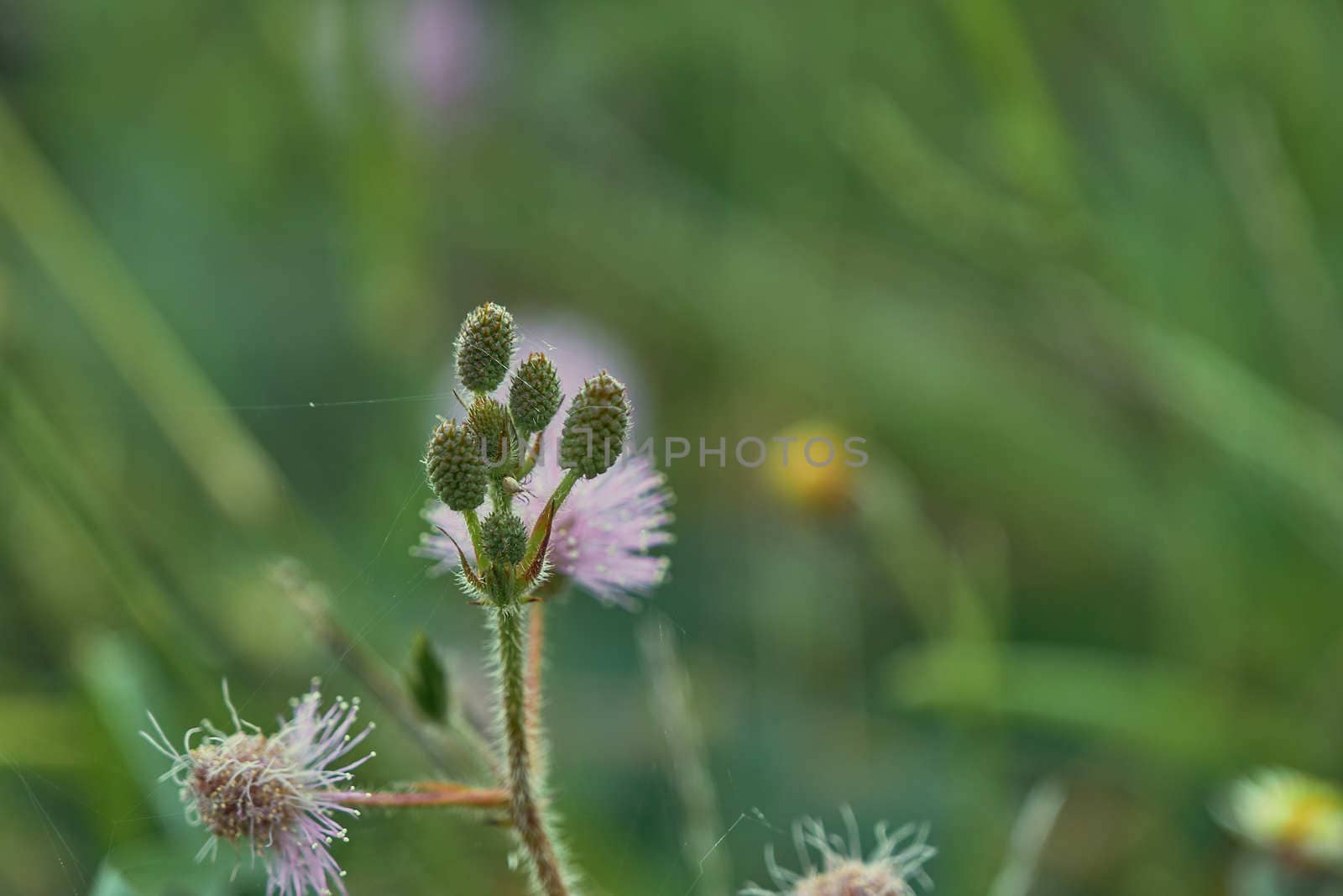 Closeup to top view young Sensitive Plant Flower, Mimosa Pudica with small bee on blur background by peerapixs