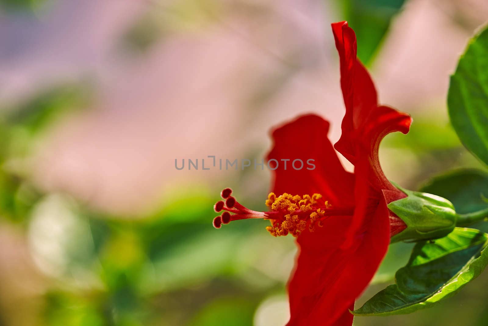 Red Hibiscus flower China rose,Chinese hibiscus,Hawaiian hibiscus in tropical garden of Tenerife,Canary Islands,Spain.Floral ba. Ckground.Selective focus by peerapixs