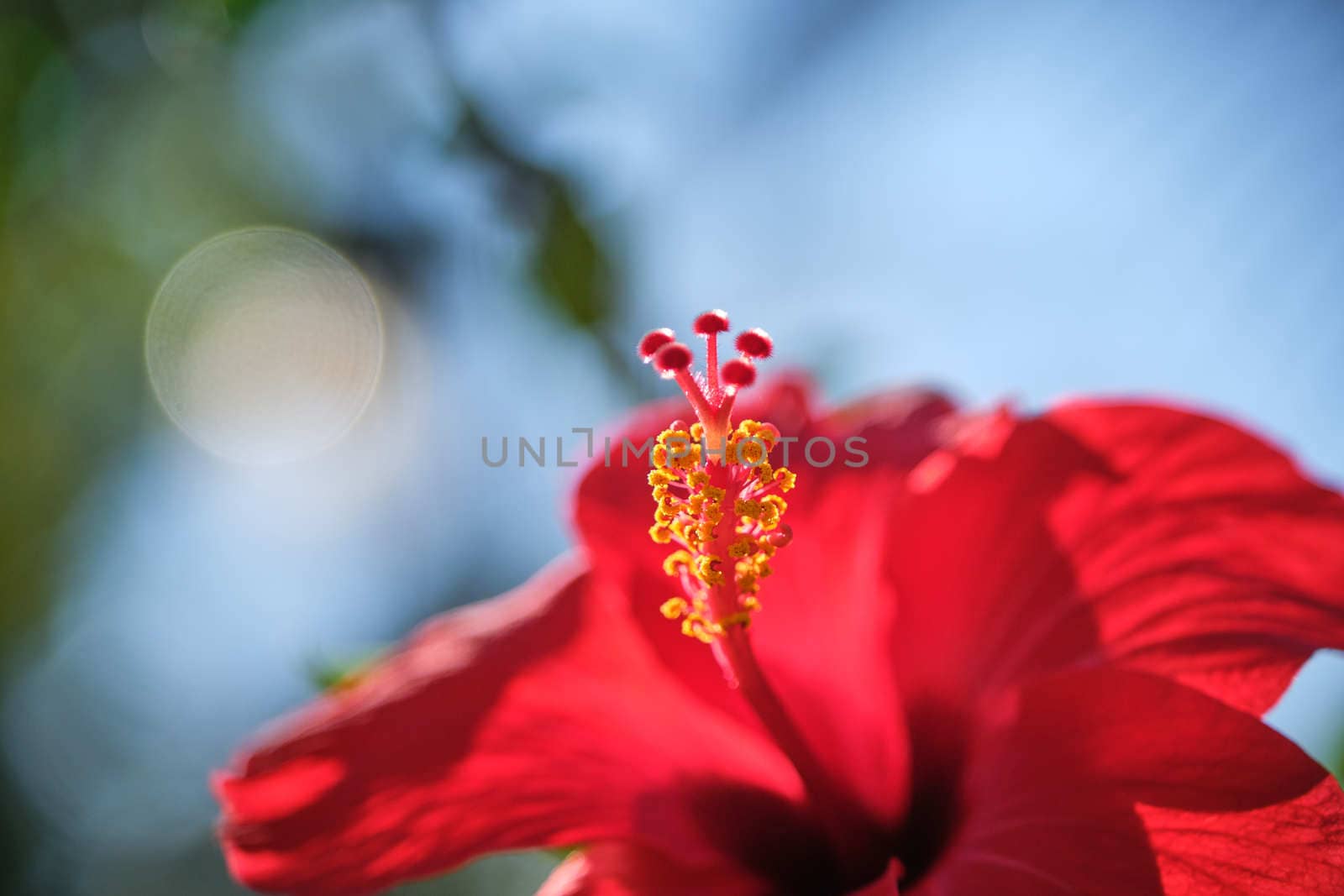 Red Hibiscus flower China rose,Chinese hibiscus,Hawaiian hibiscus in tropical garden of Tenerife,Canary Islands,Spain.Floral ba. Ckground.Selective focus by peerapixs