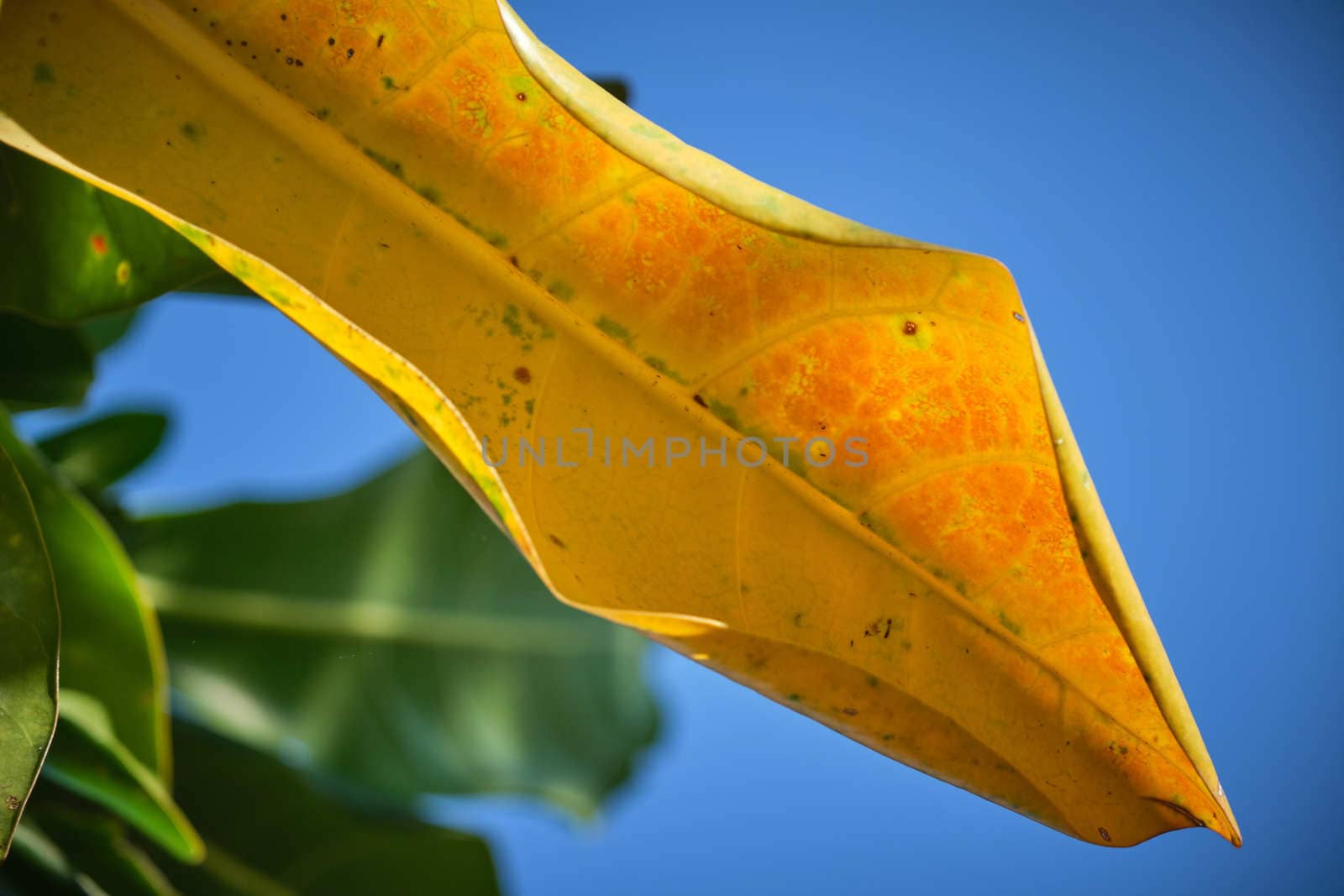 Yellow leaves with blue sky background. Image can use as texture/pattern/wallpaper with nature concept