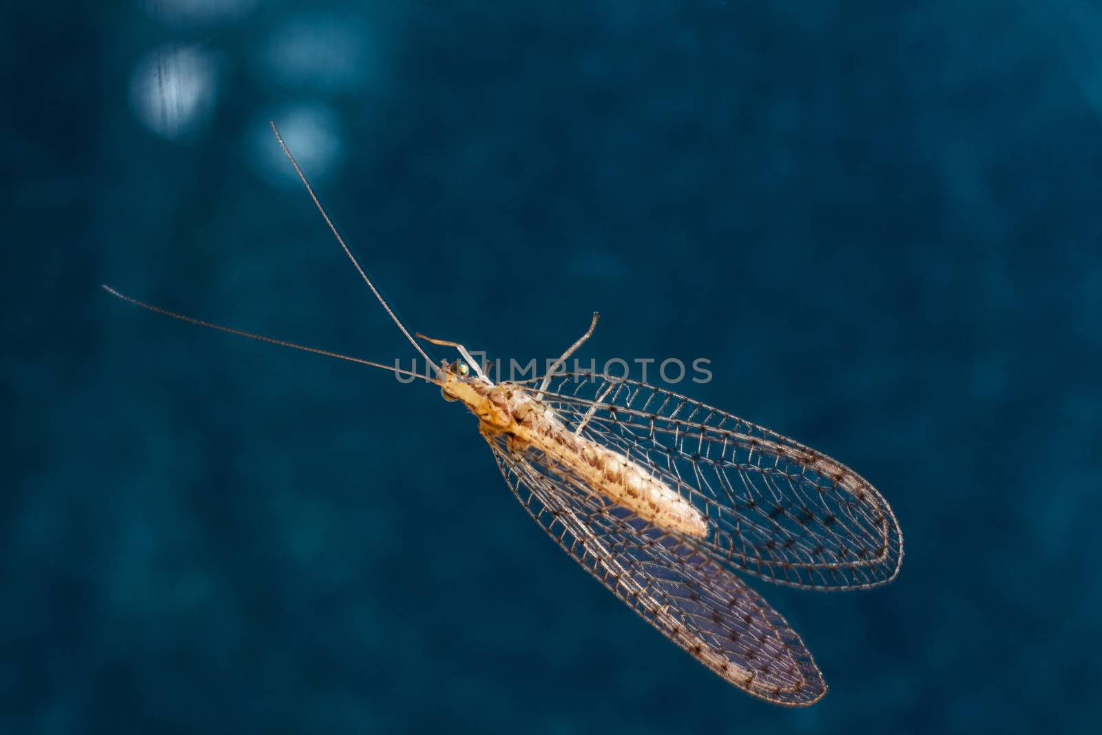 Lacewing by kobus_peche