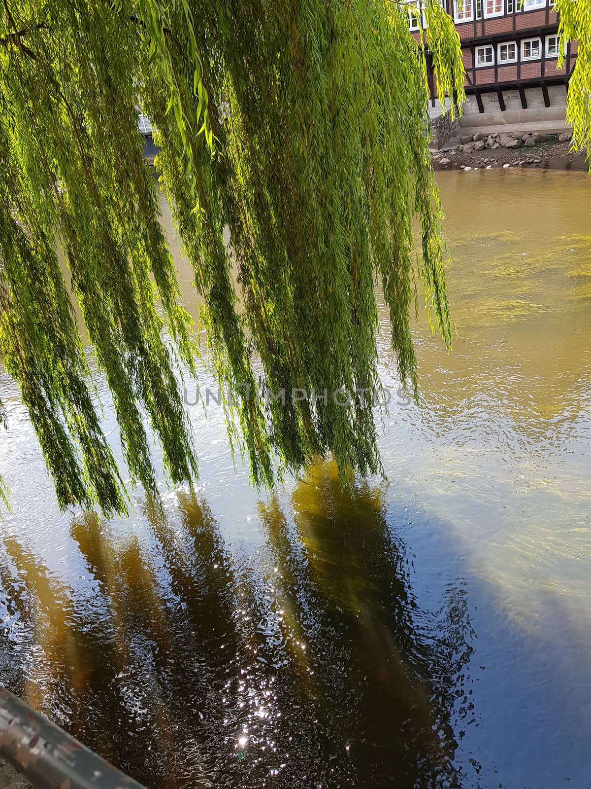 Light green weeping willow that lets its branches hang over the river Ilmenau Ilmenau.