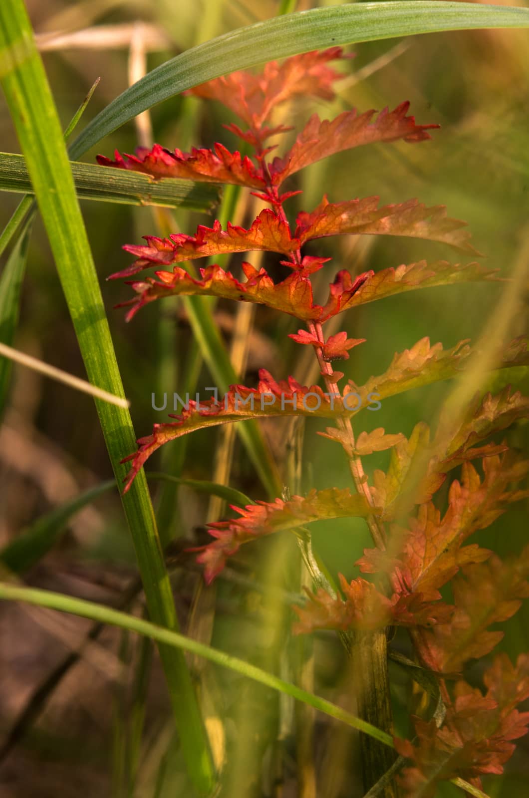 Colorful close-up macro of autumn flowers and grass