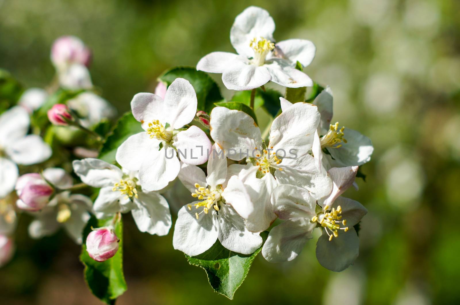 Apple trees flowers. the seed-bearing part of a plant, consisting of reproductive organs that are typically surrounded by a brightly colored corolla by Adamchuk