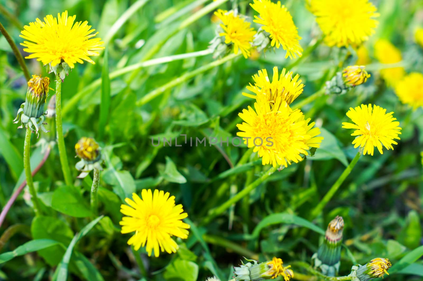 beautiful dandelion flower on a bright, sunny day in the outdoors by Adamchuk