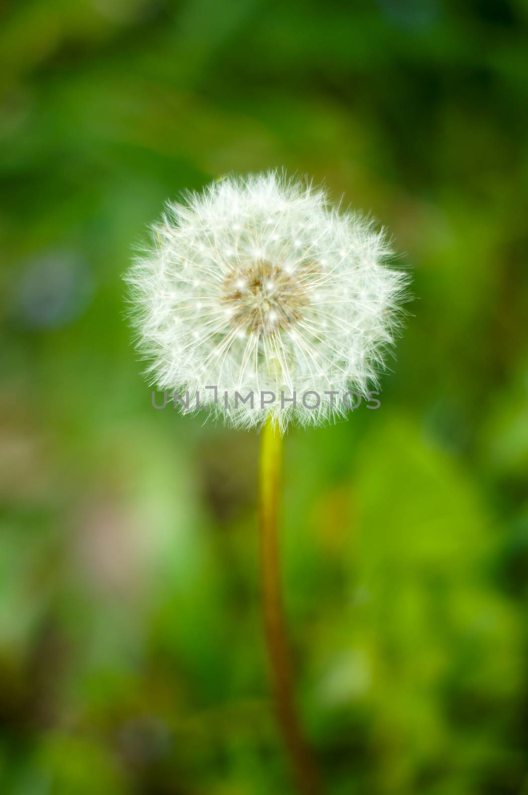 A beautiful white dandelion on a summer day is ready to fly away .For your design