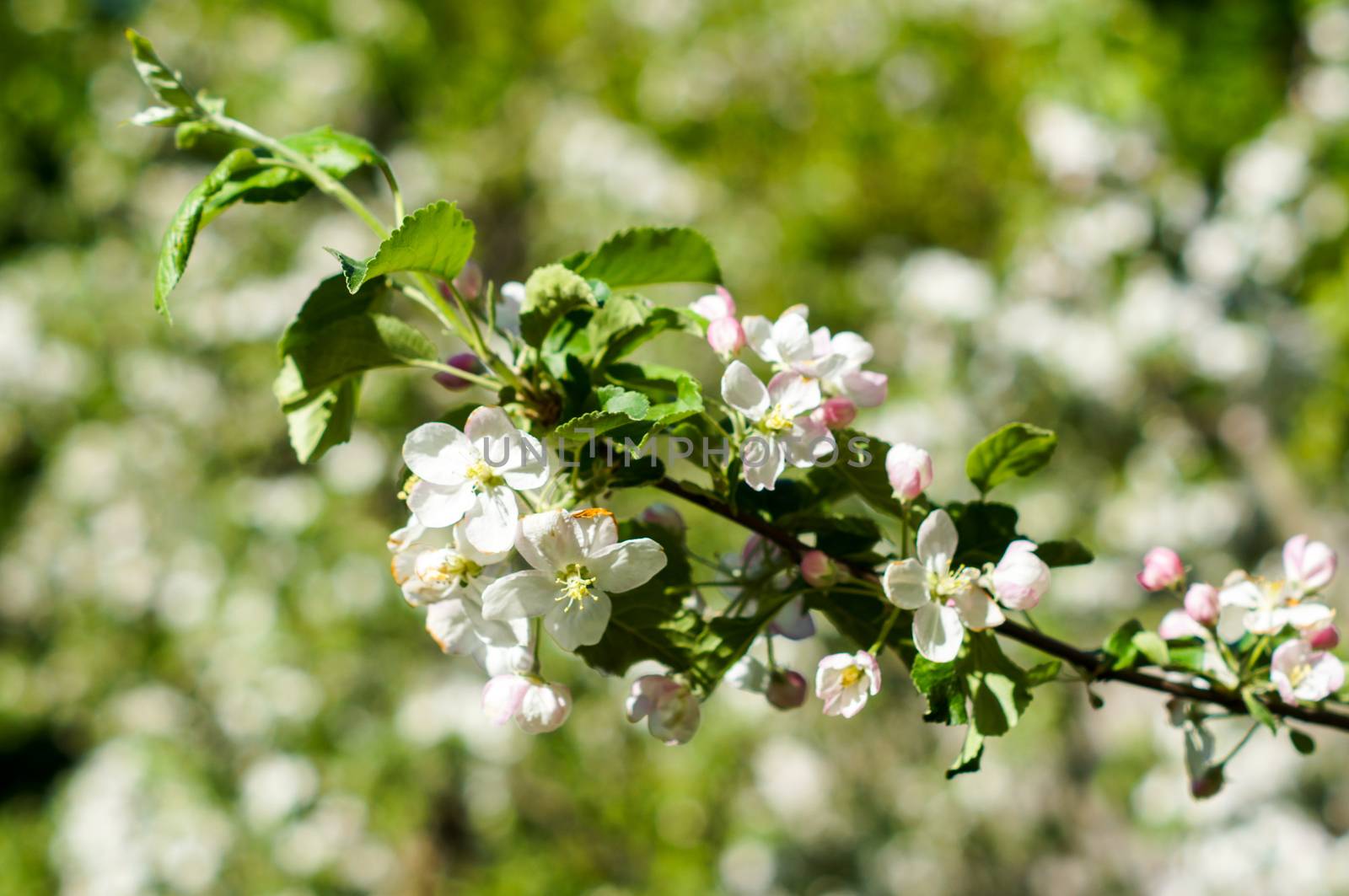 Apple trees flowers. the seed-bearing part of a plant, consisting of reproductive organs that are typically surrounded by a brightly colored corolla by Adamchuk