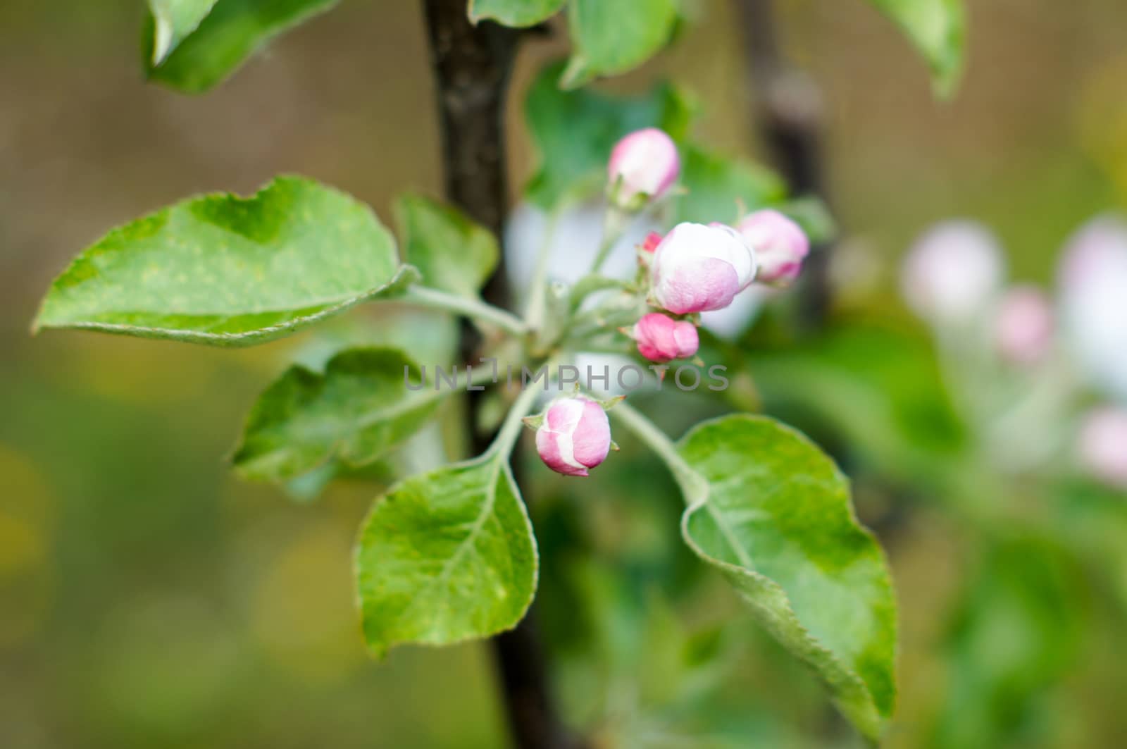 Blooming apple tree branch isolated on white background by Adamchuk