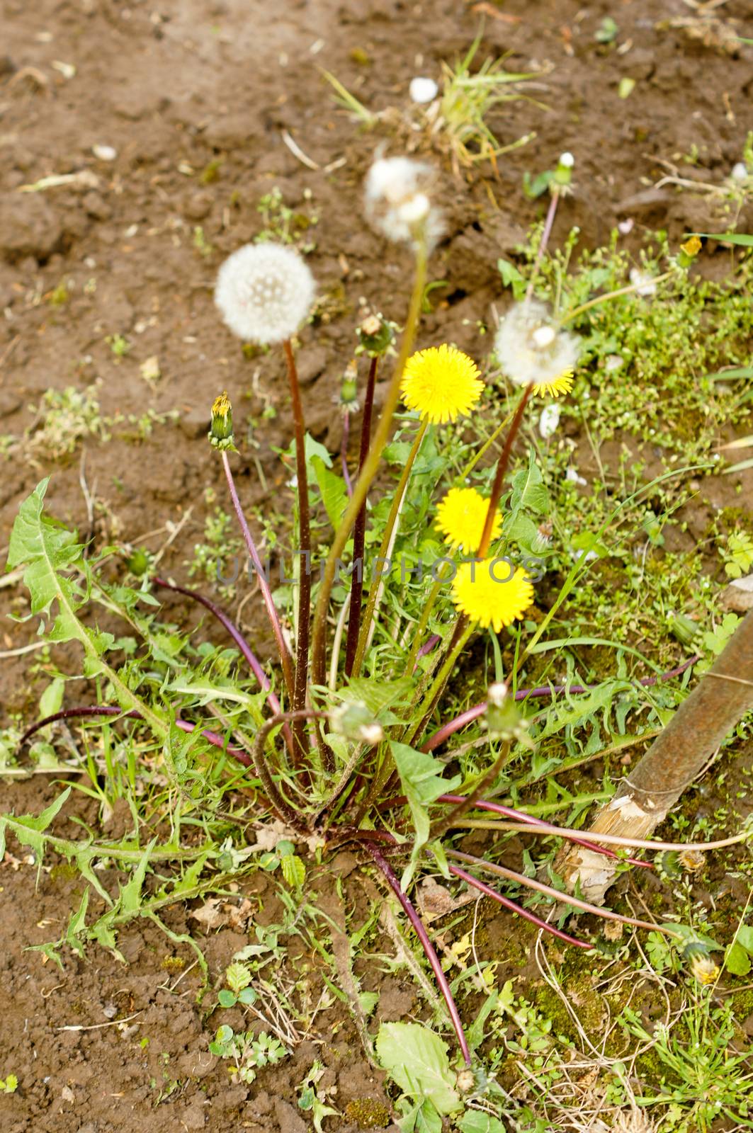 yellow dandelions growing on a lawn illuminated by the sunlight by Adamchuk