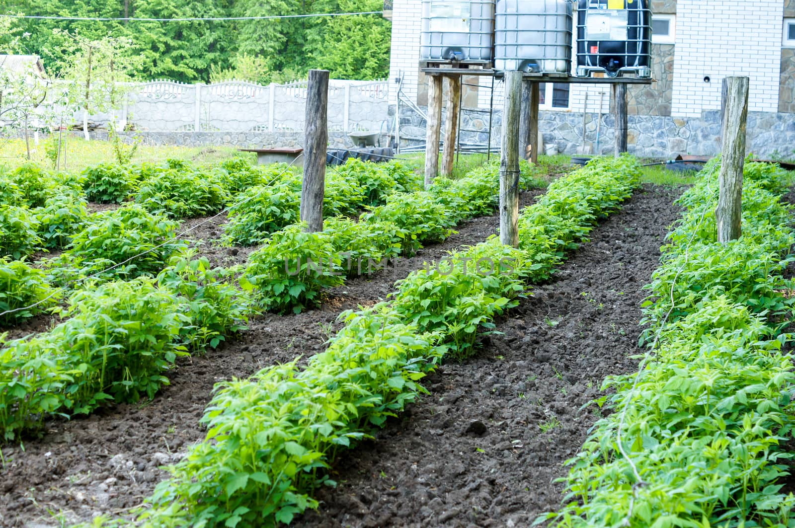 Plantation of green young planted raspberries which gives fruit in a year by Adamchuk