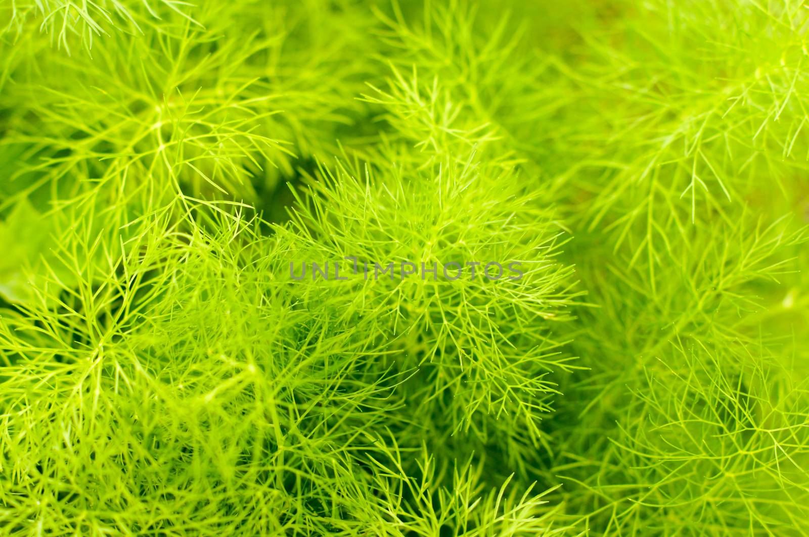 Beautiful green texture with leaf seasoning - fennel by Adamchuk