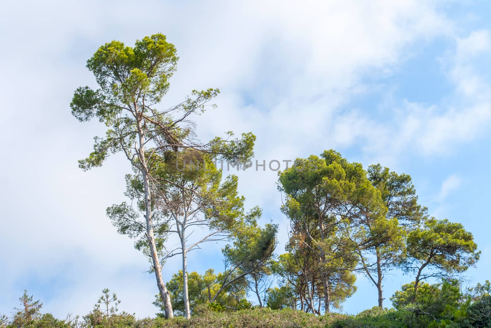 A beautiful landscape,trees amid a clear blue sky in the suburbs