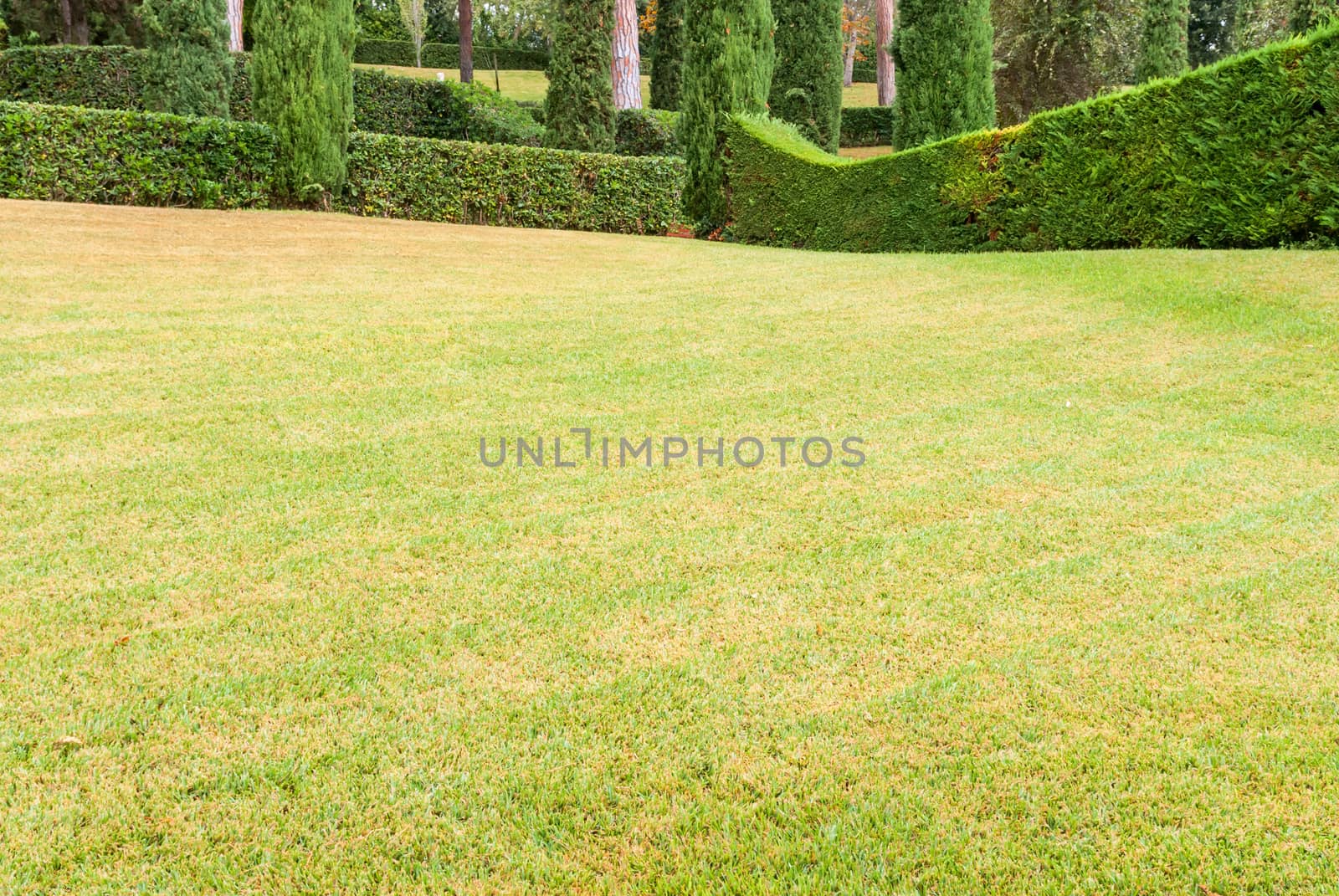 Beautiful landscape with exactly trimmed grass and decorative bu by Zhukow