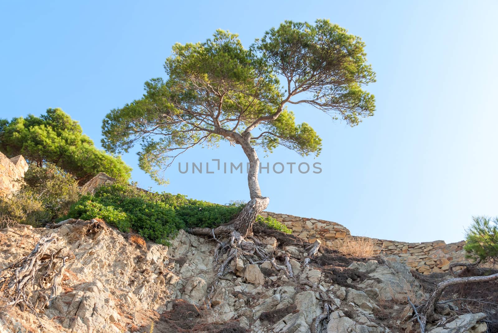 Lonely tree over a cliff covered with dry plants and roots in Catalonia Spain
