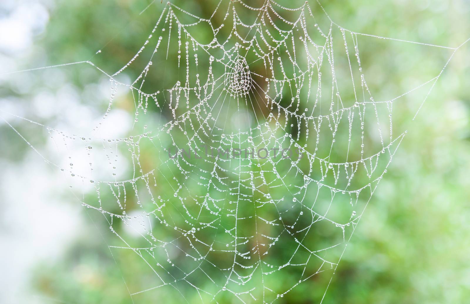 The spider thin web cobweb closeup background. by Zhukow