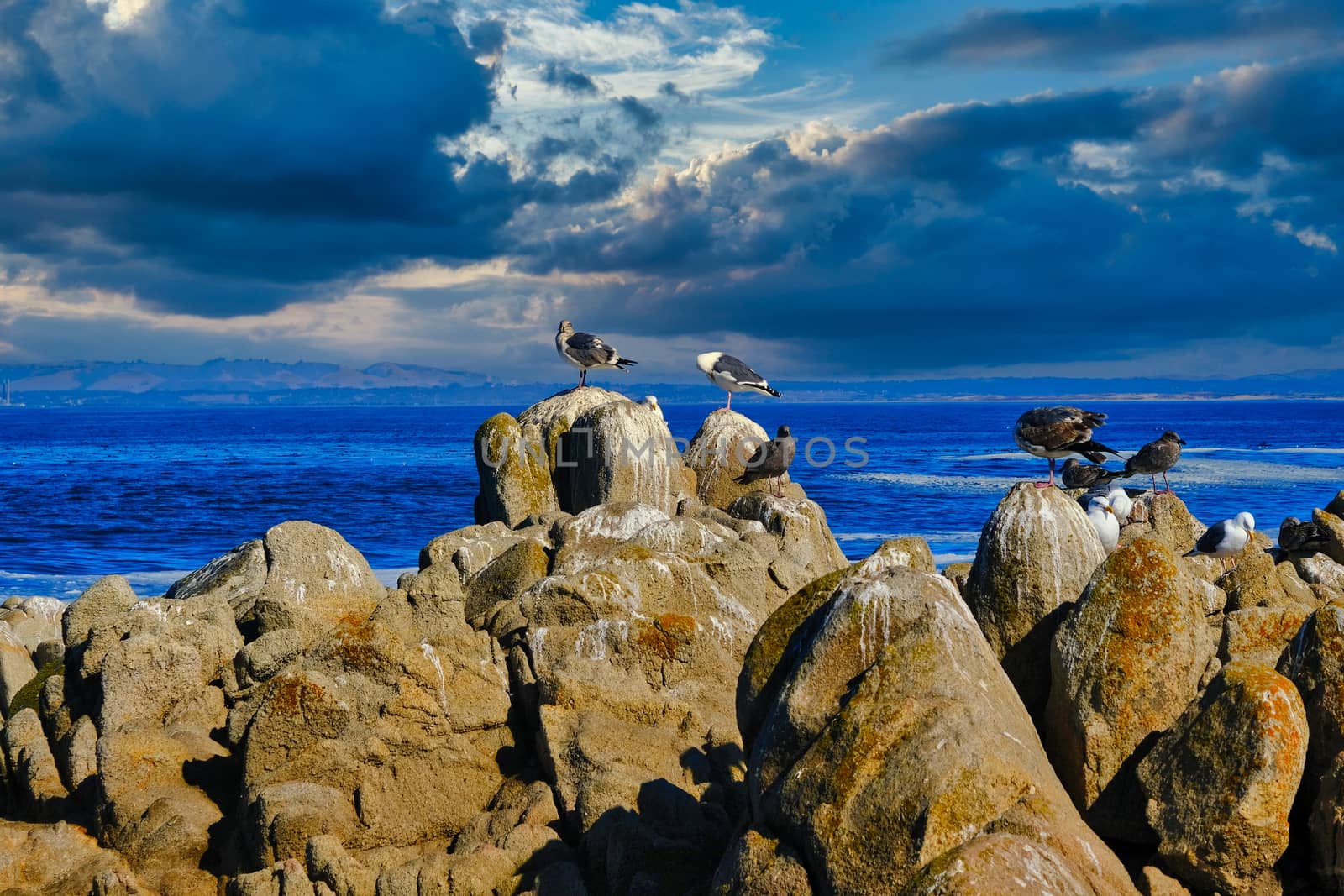 Pigeons on Rocks in Pacific Grove Against Dramatic Sky