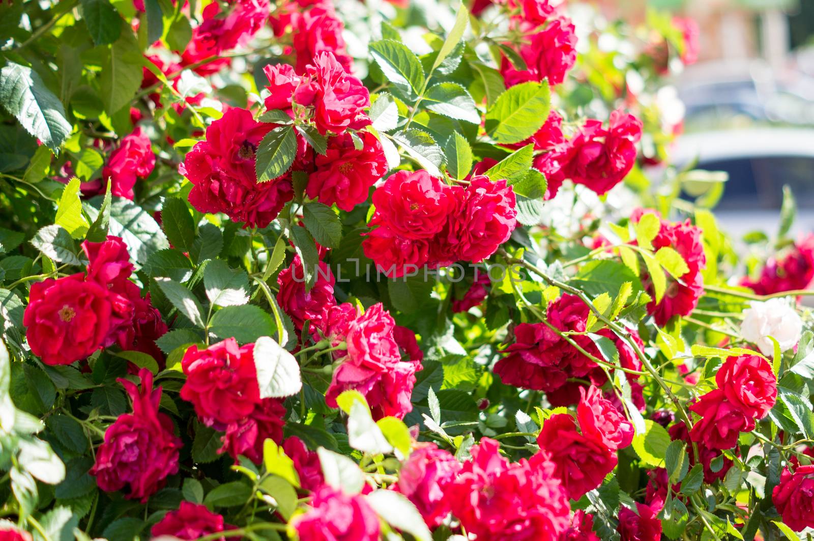 Red rose bushes with green leaves, a perfect gift for a woman for any occasion. Luxury view on a summer day .For your design