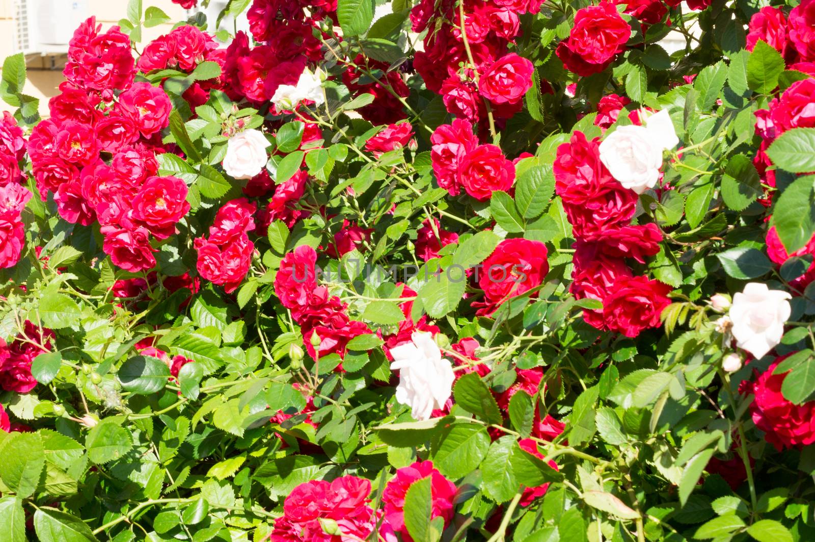 Red rose bushes with green leaves, a perfect gift for a woman for any occasion. Luxury view on a summer day by Adamchuk