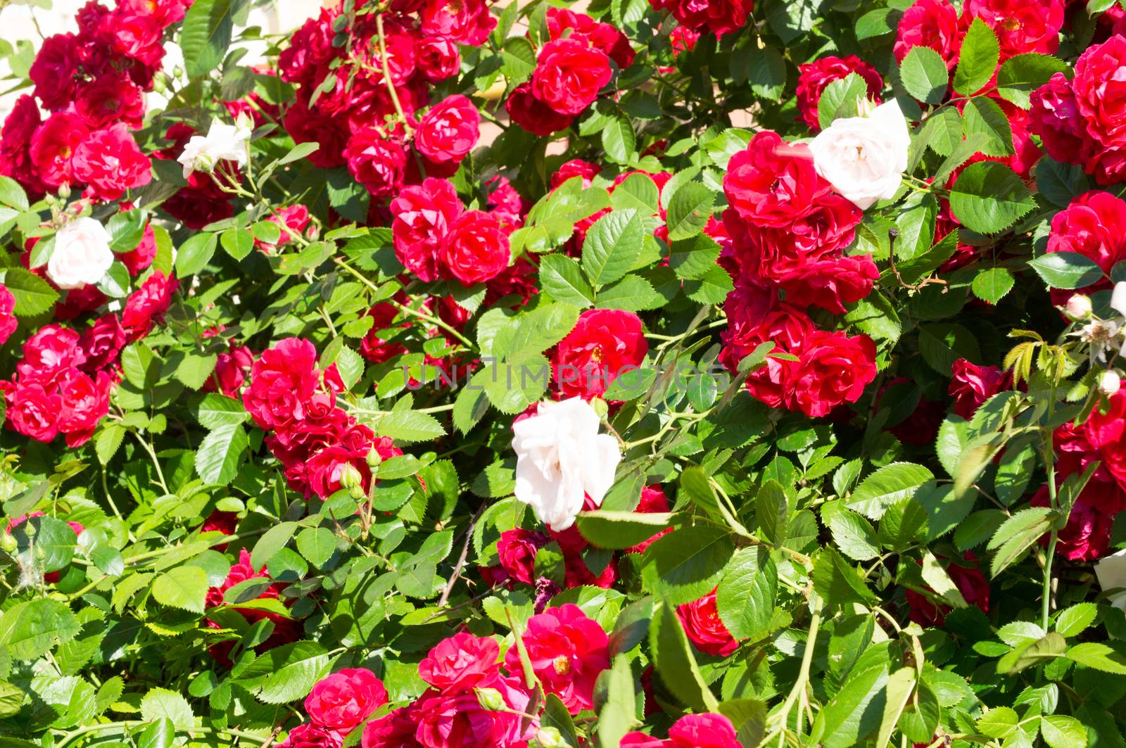 Red rose bushes with green leaves, a perfect gift for a woman for any occasion. Luxury view on a summer day by Adamchuk