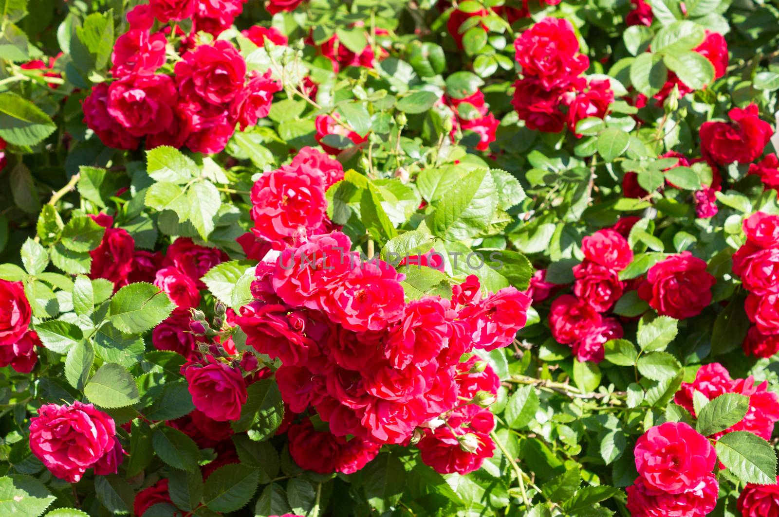 Red rose bushes with green leaves, a perfect gift for a woman for any occasion. Luxury view on a summer day .For your design