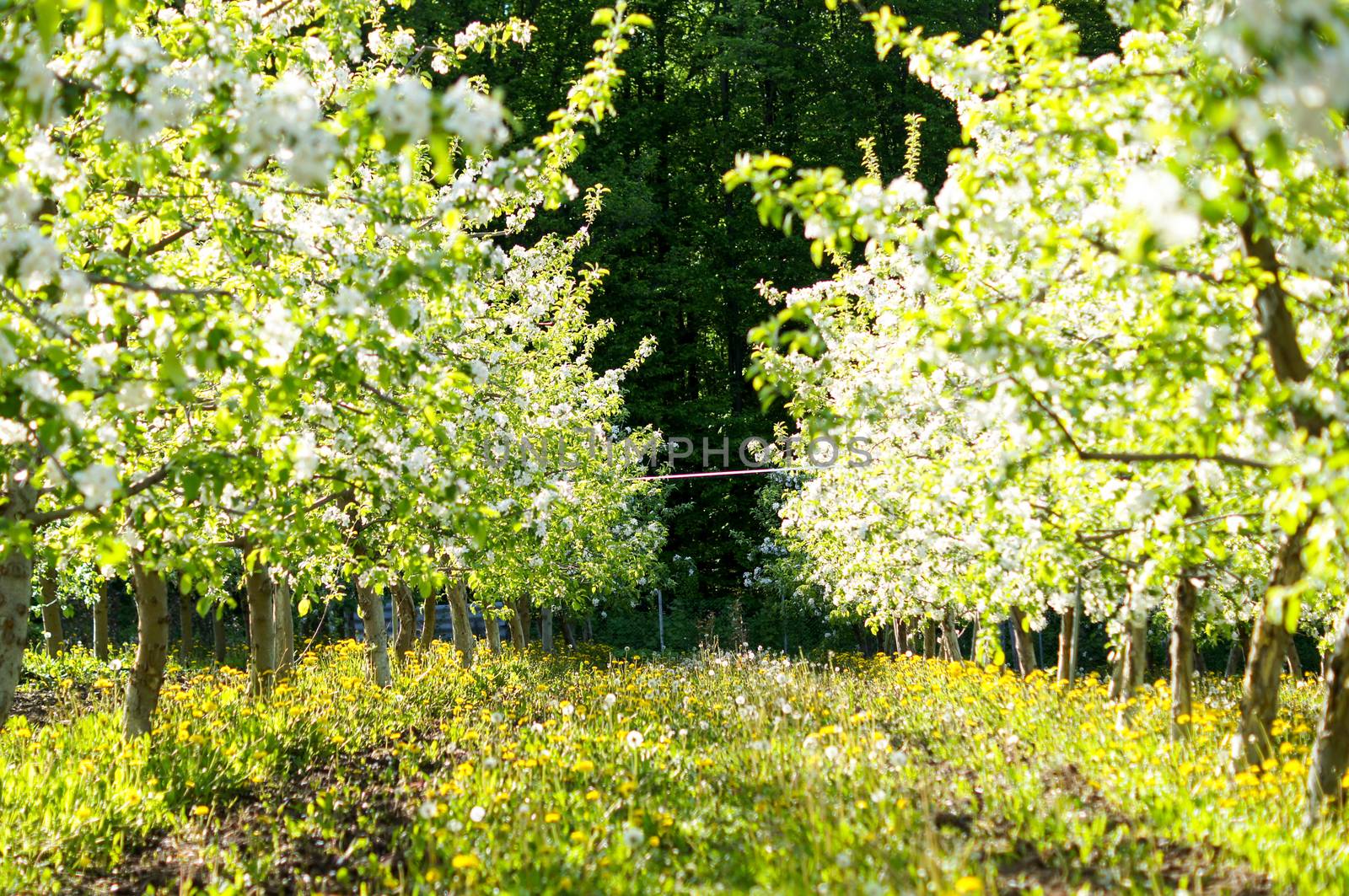 garden of planted apple trees on a beautiful day. Good harvest. For your design
