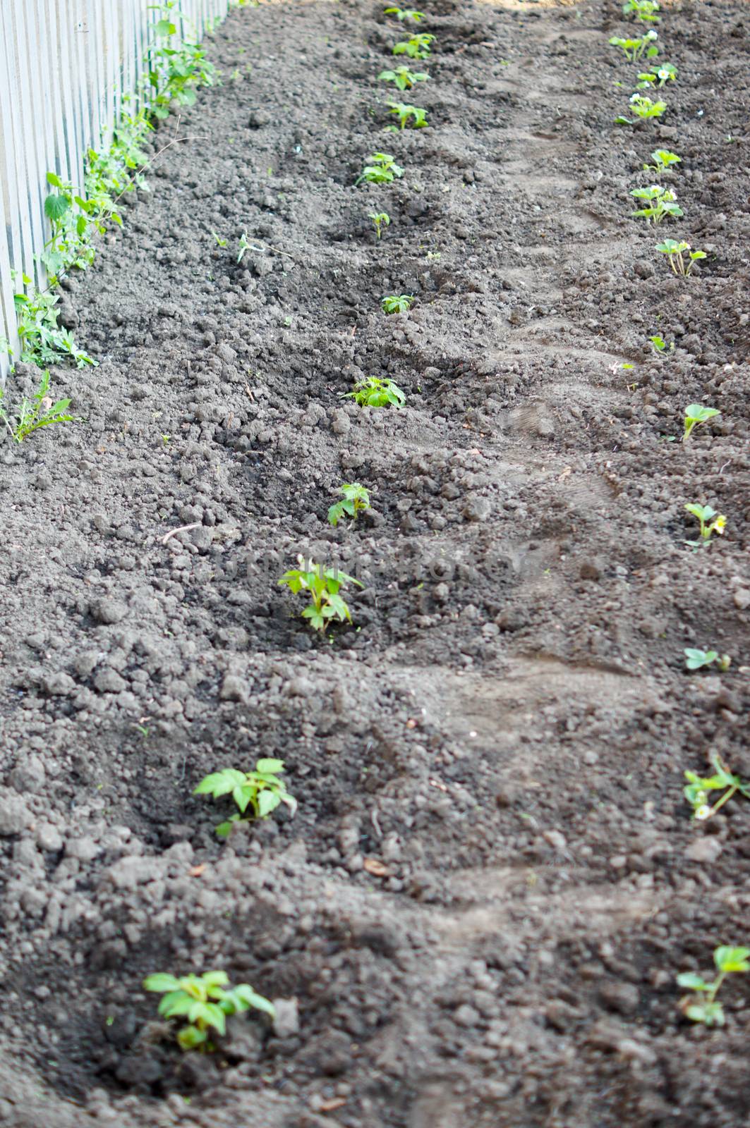 Raspberry seedlings planted in fresh ground and will give fruit for next year .For your design