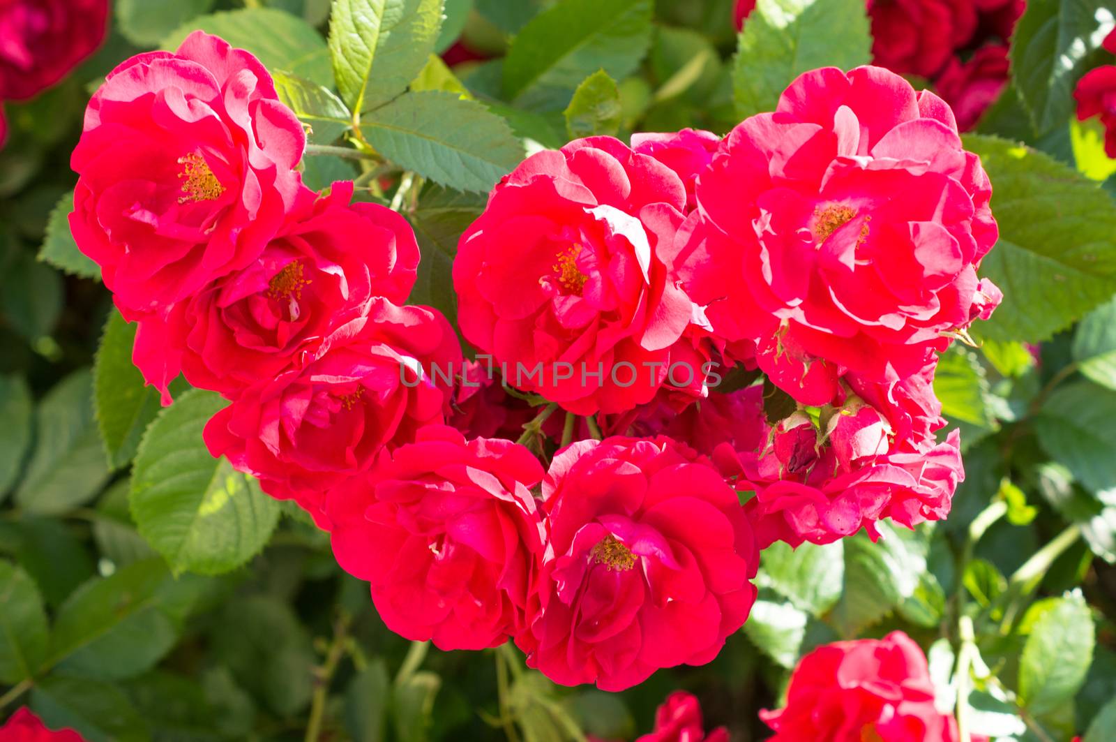 Red rose bushes with green leaves, a perfect gift for a woman for any occasion. Luxury view on a summer day .For your design