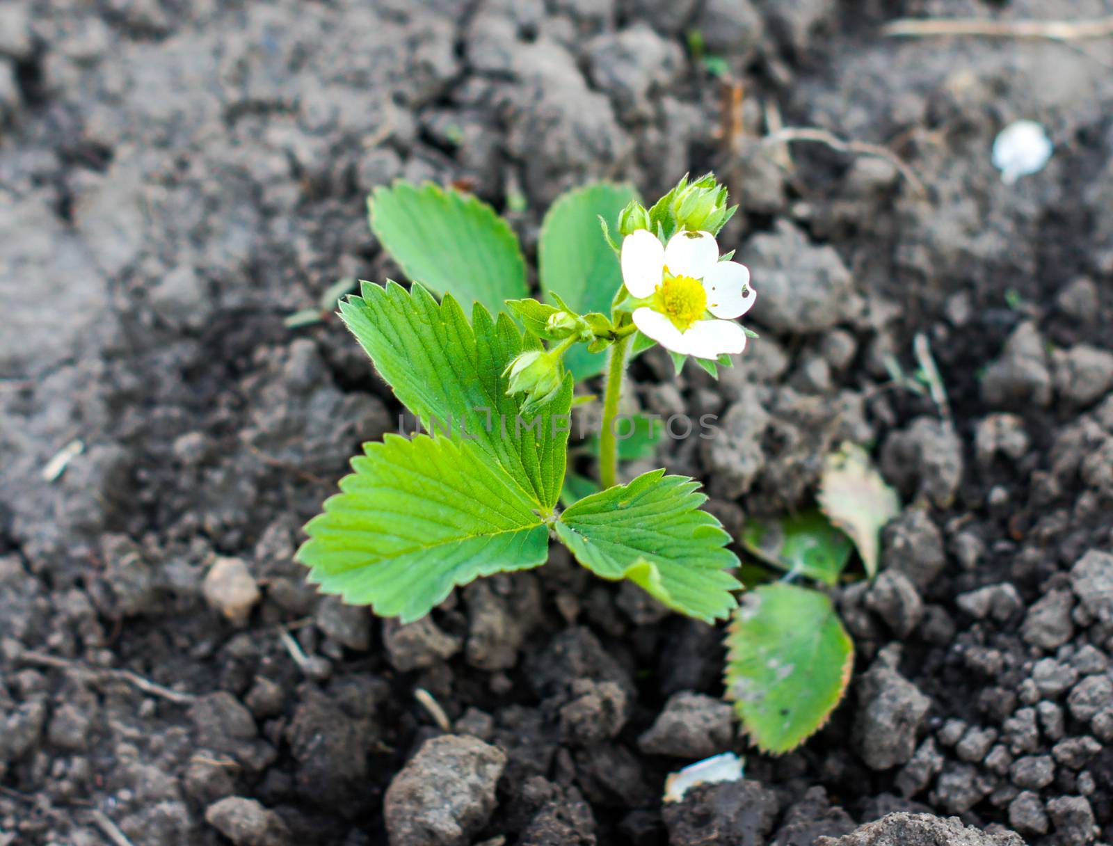 Flowering strawberries planted in fresh land and will give fruit for the next year. Beautiful white flower by Adamchuk