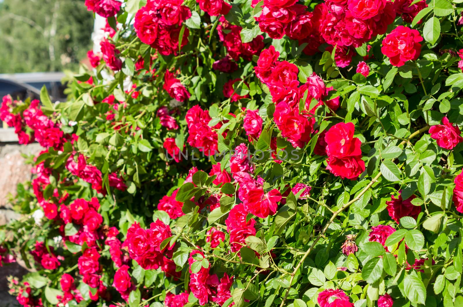 Red rose bushes with green leaves, a perfect gift for a woman for any occasion. Luxury view on a summer day by Adamchuk