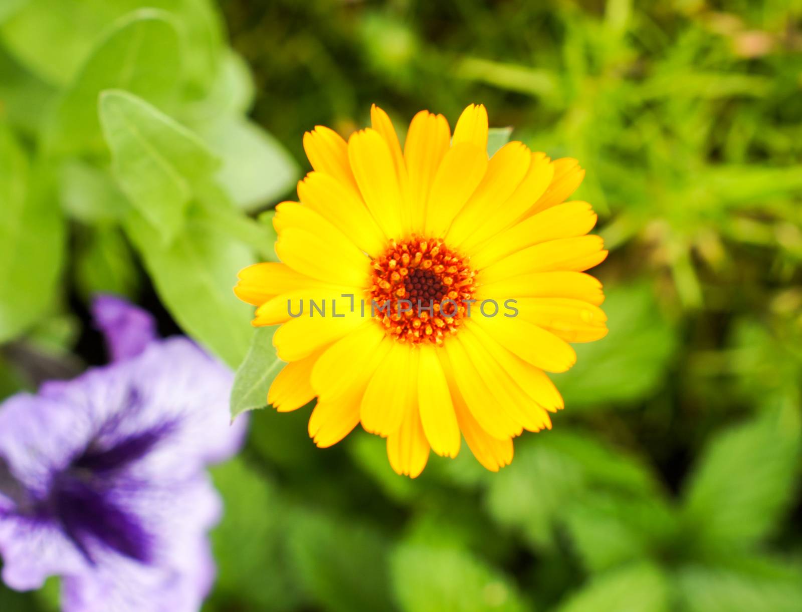 Beautiful yellow flower outdoors in summer on a bright sunny day .For your design