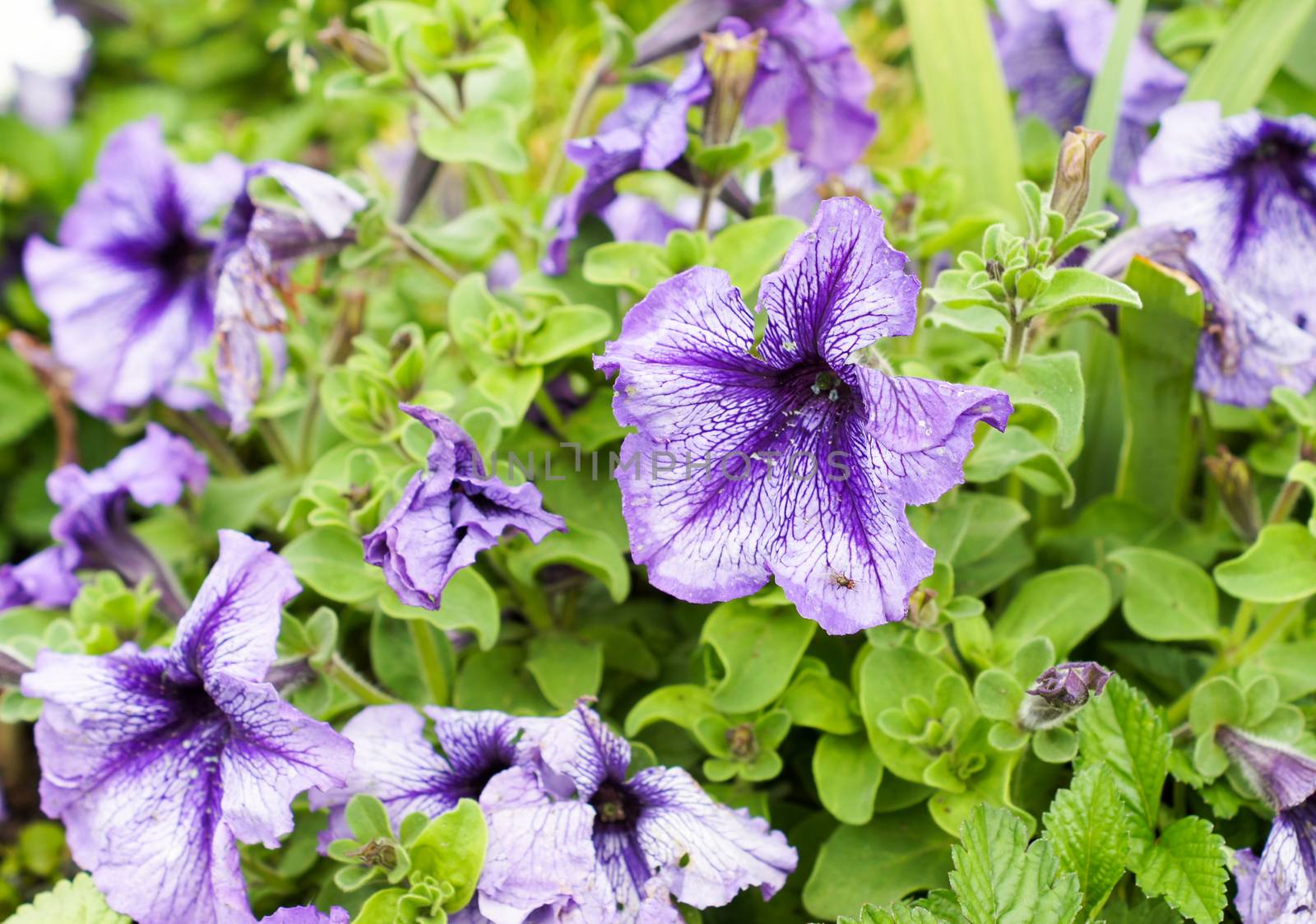 Purple petunia flowers in a beautiful design on a bright sunny day by Adamchuk