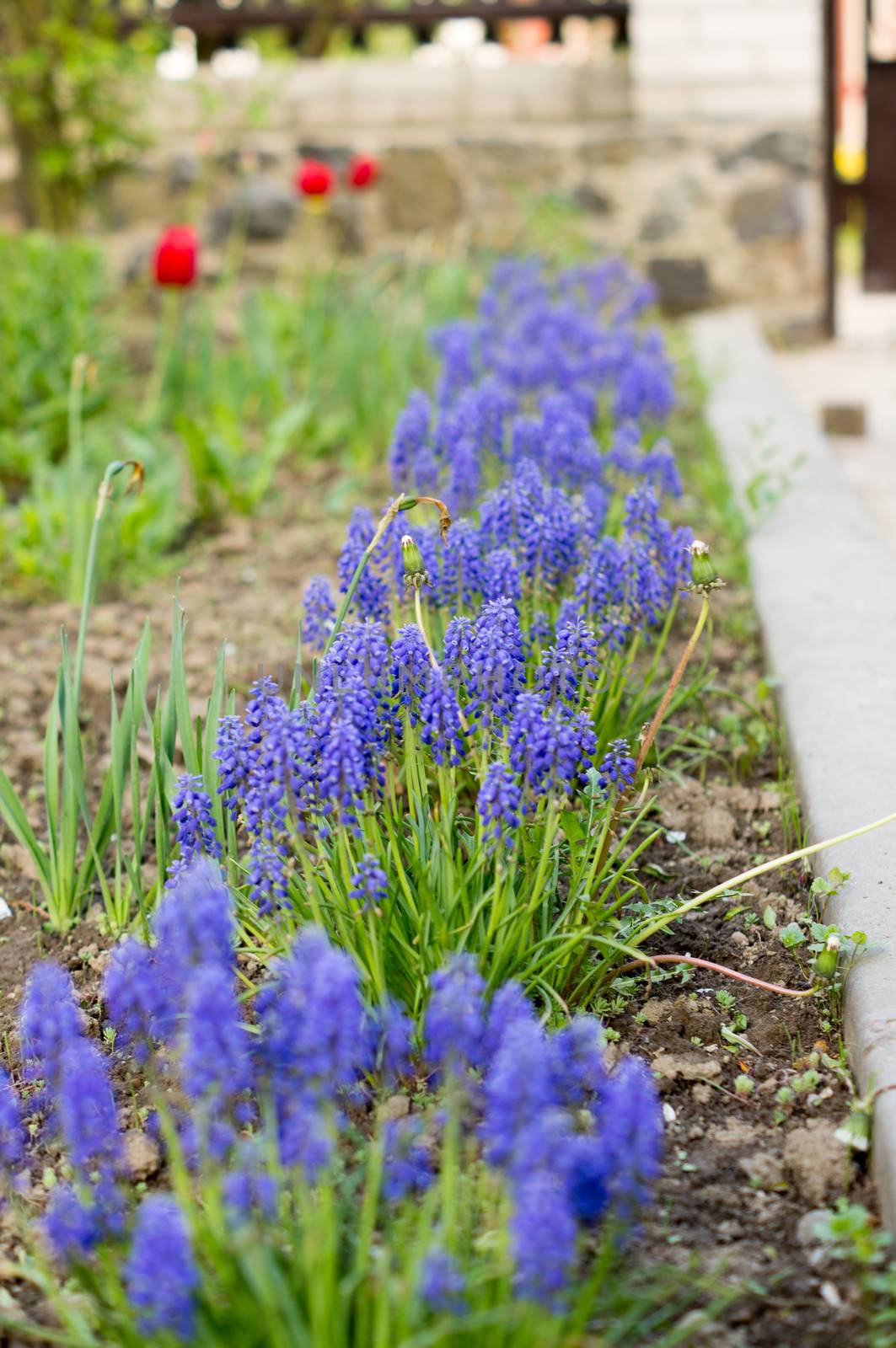 Blue flowers growing on a green lawn carpet, Ajuga reptans .For your design