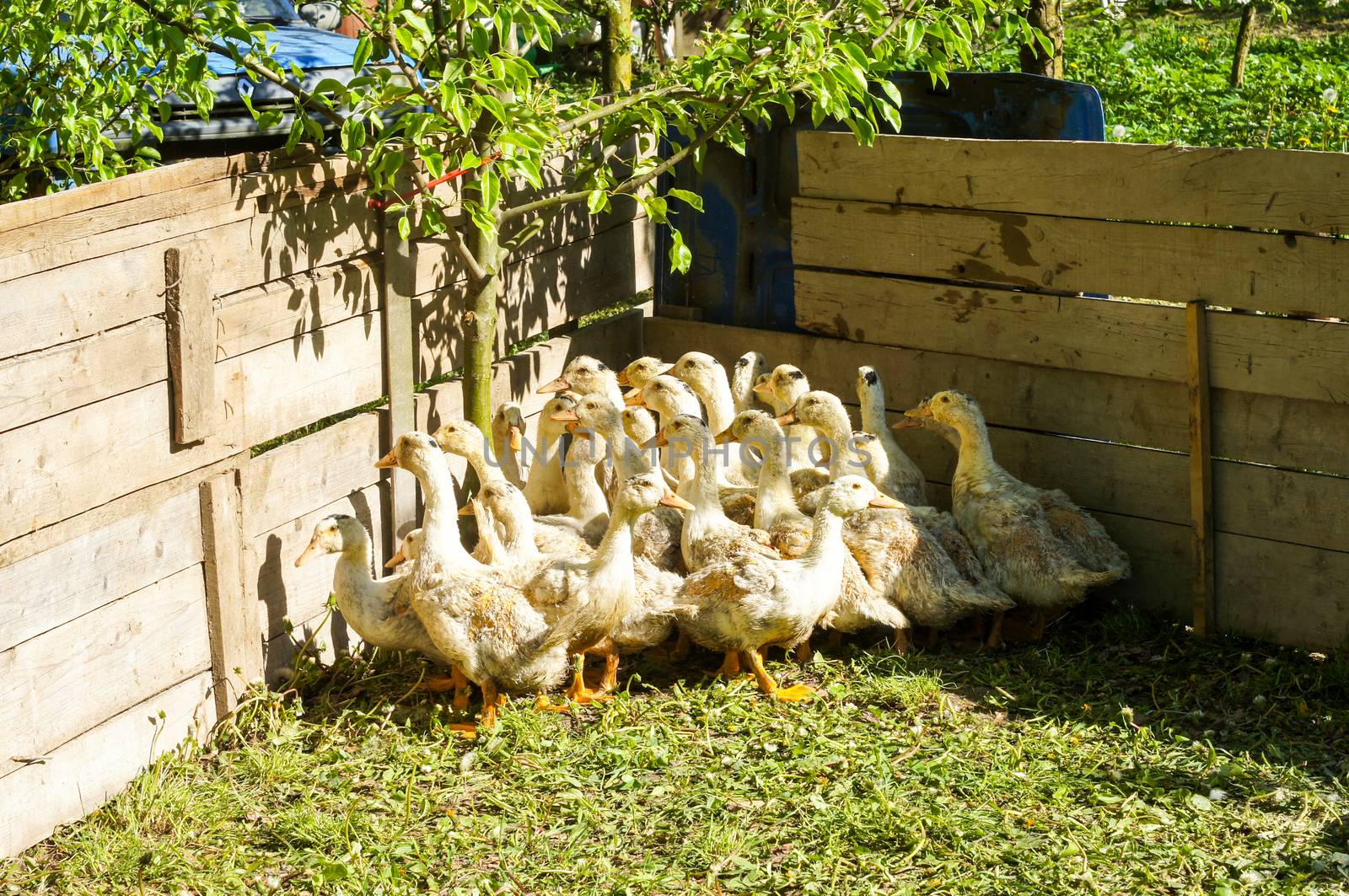 A herd of young ducks in nature in the aviary on a summer day .For your design