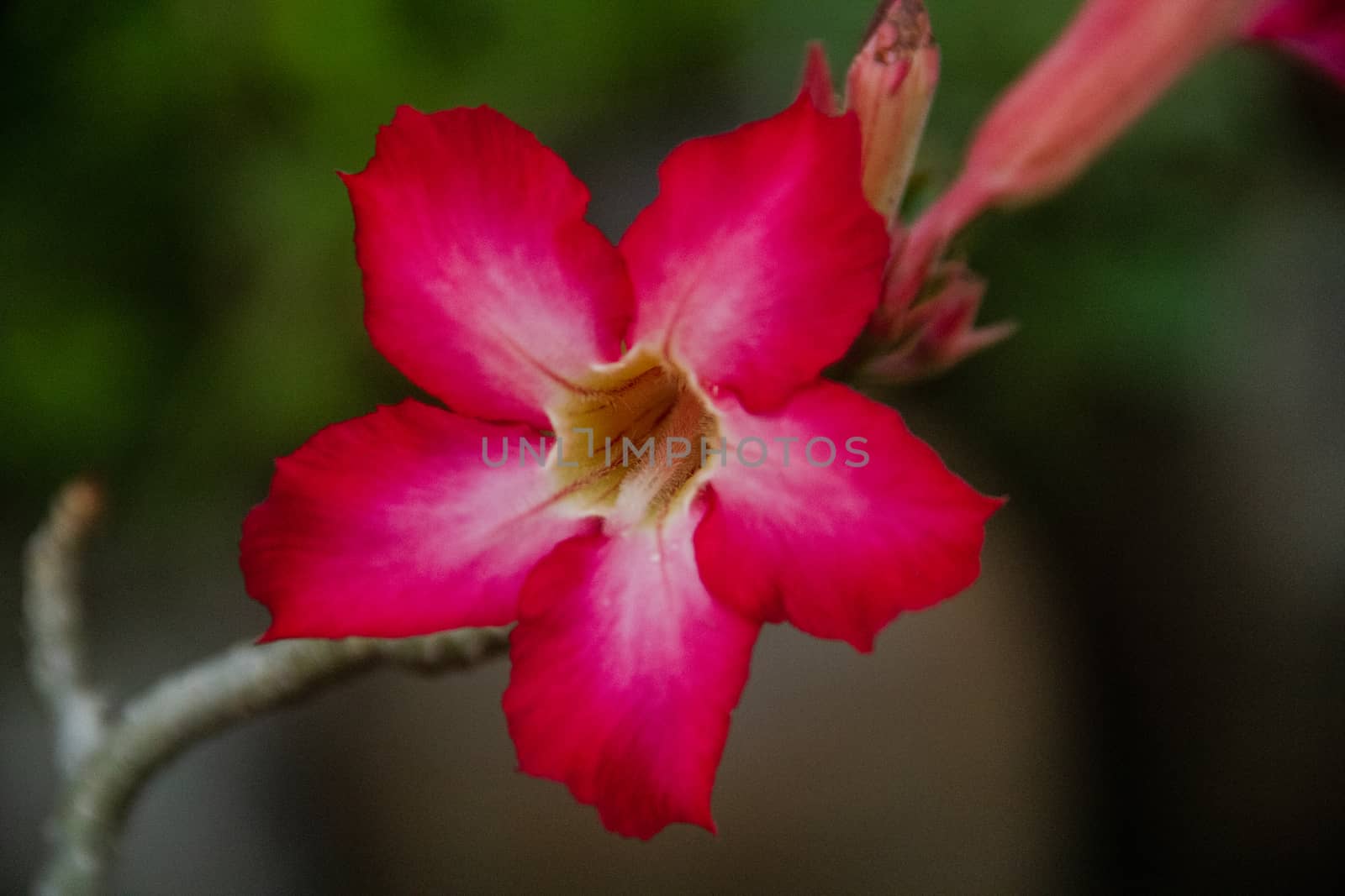 Closeup pink azalea flowers on dark background