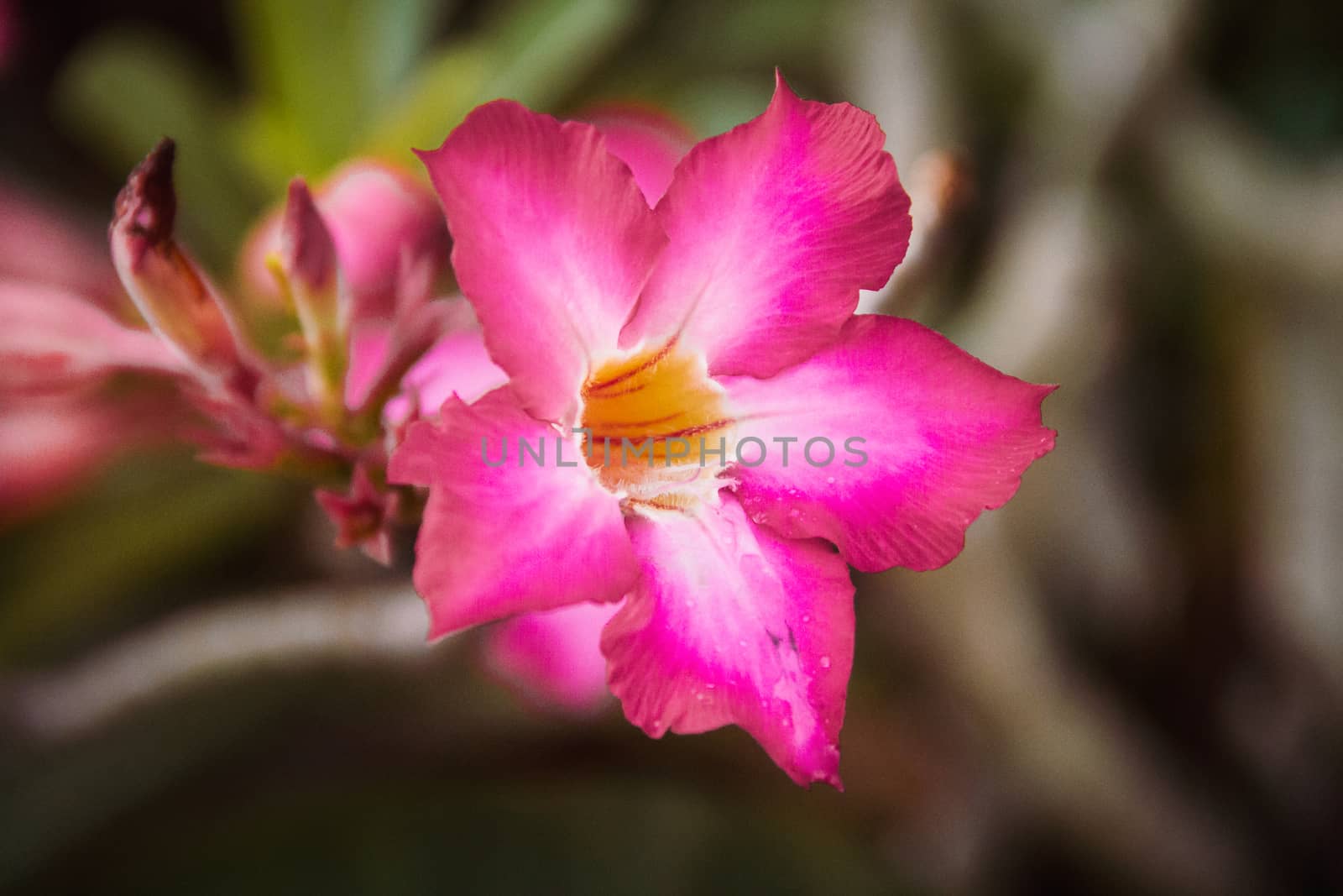 Closeup pink azalea flowers on dark background