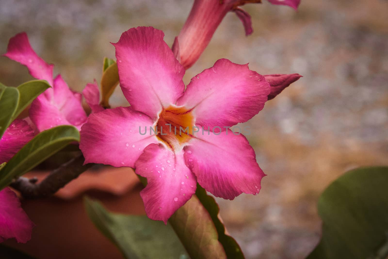 Closeup pink azalea flowers on dark background