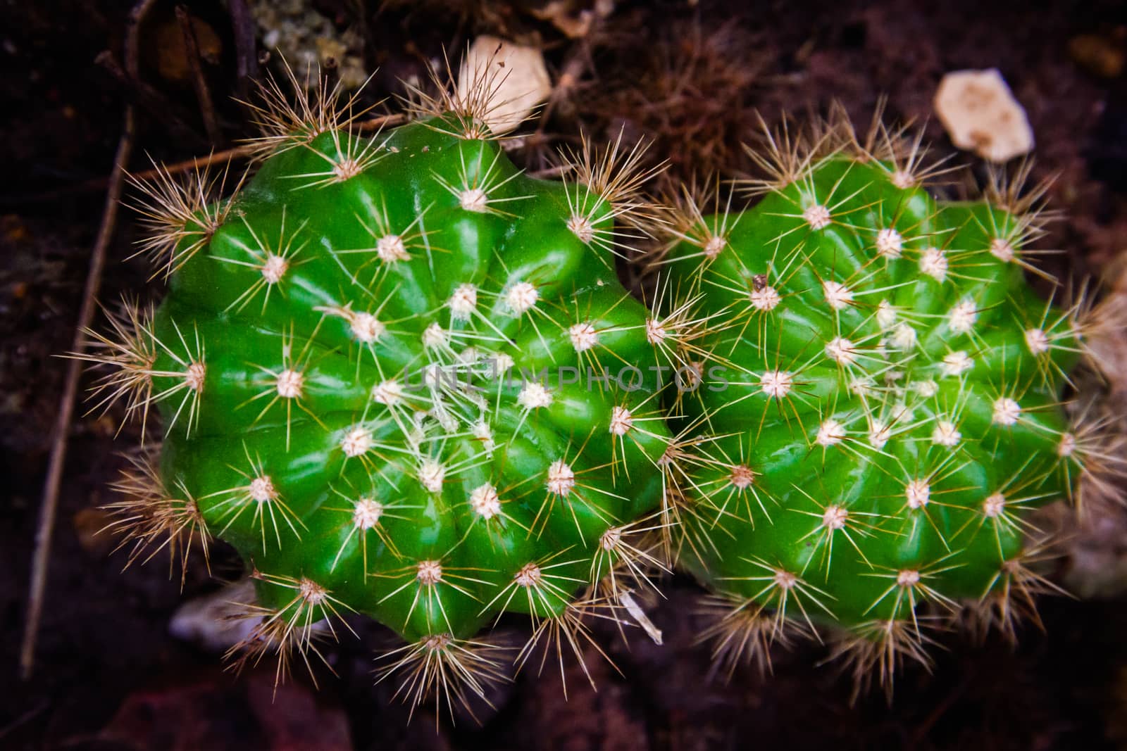 Closeup Green cactus in a pot dark background