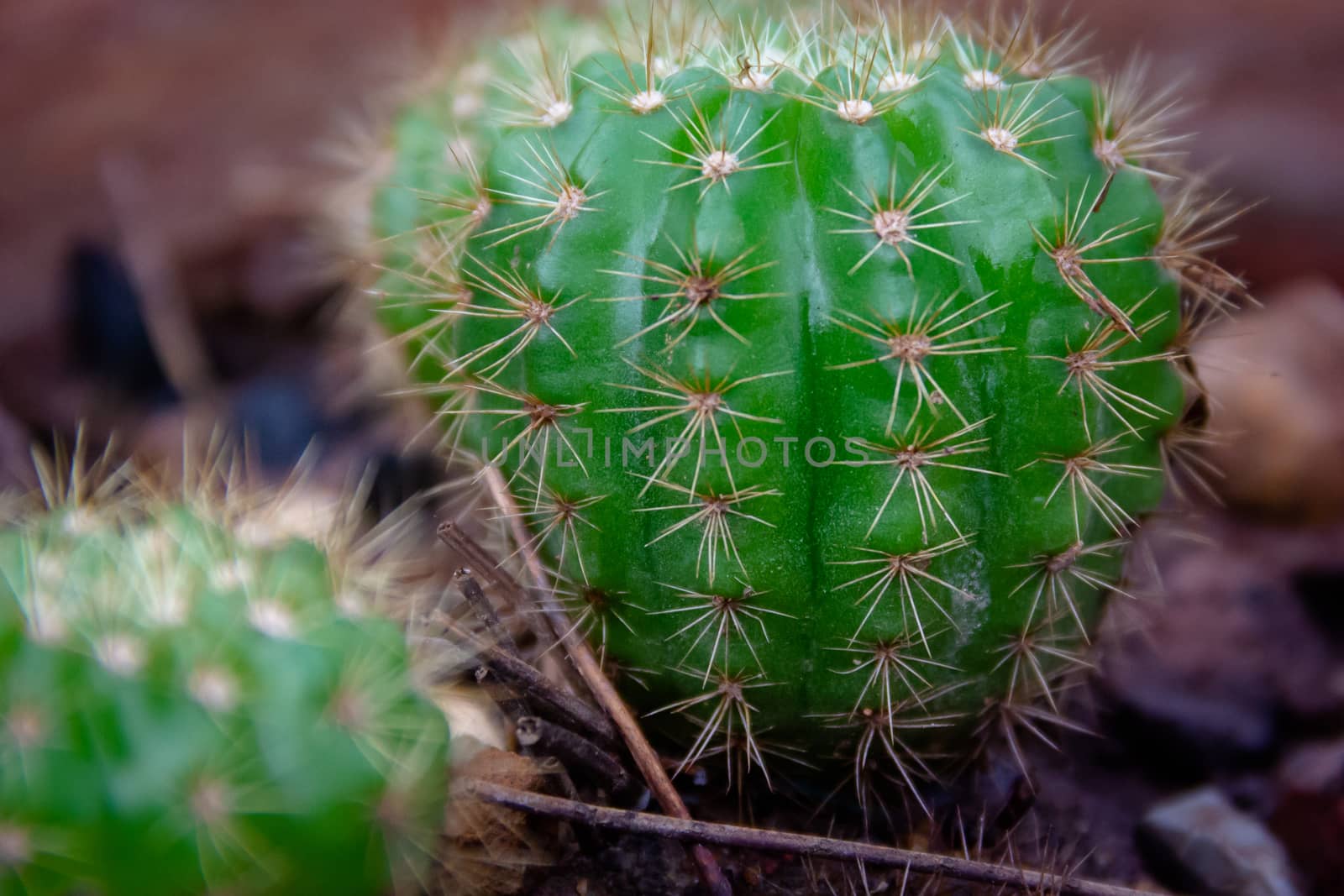 Closeup Green cactus in a pot dark background