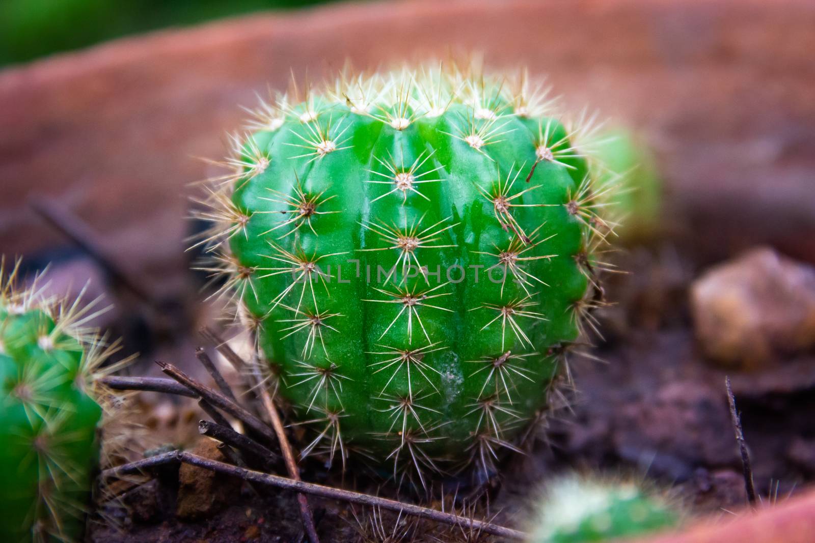 Closeup Green cactus in a pot dark background