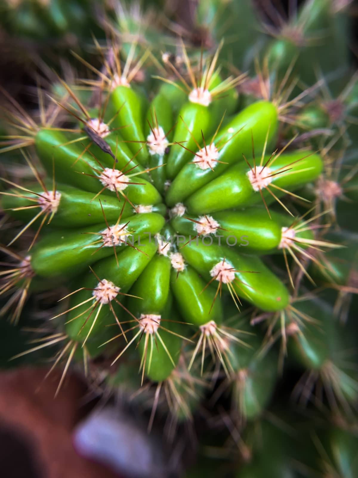 Closeup Green cactus in a pot dark background