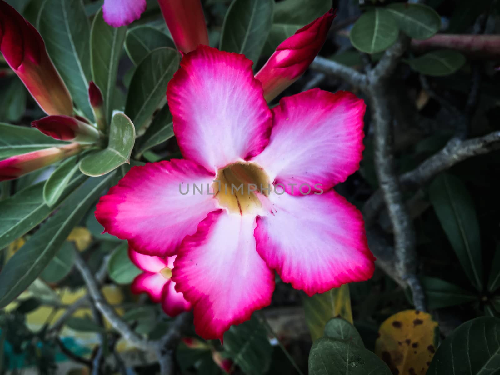 Closeup pink azalea flowers on dark background
