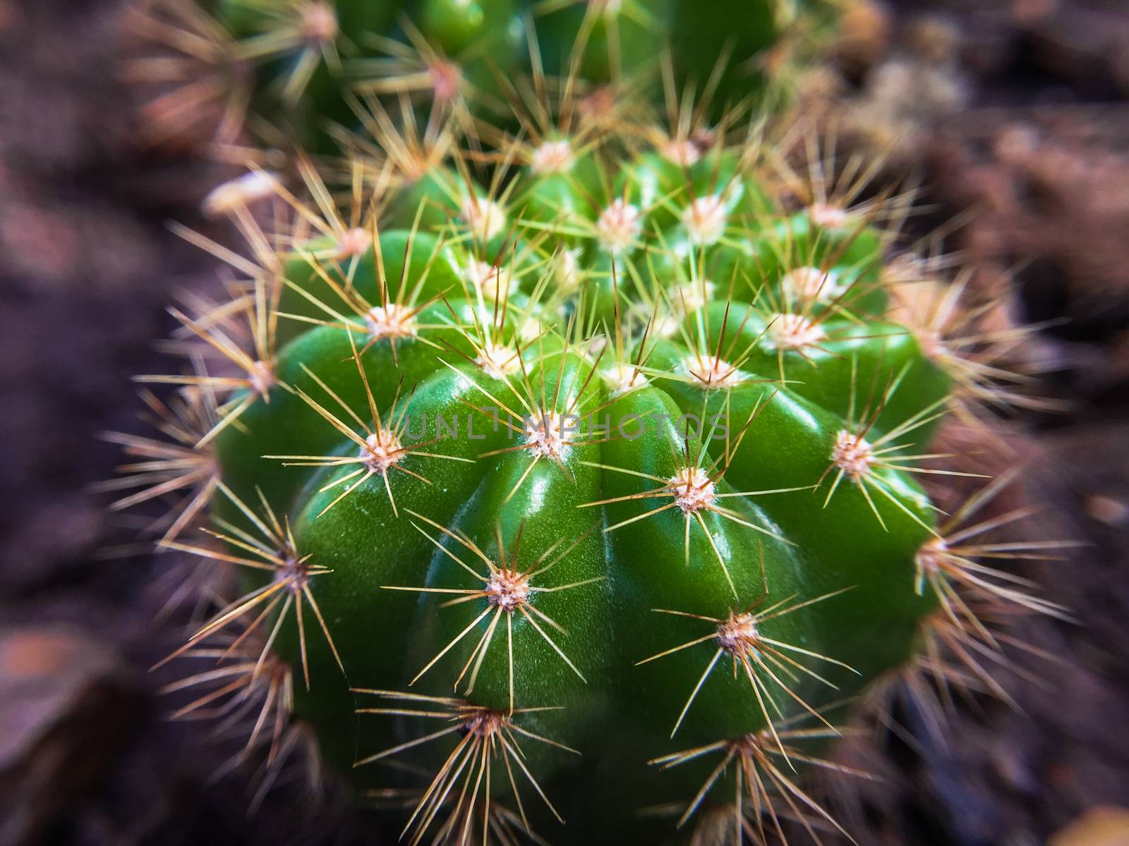 Closeup Green cactus in a pot dark background