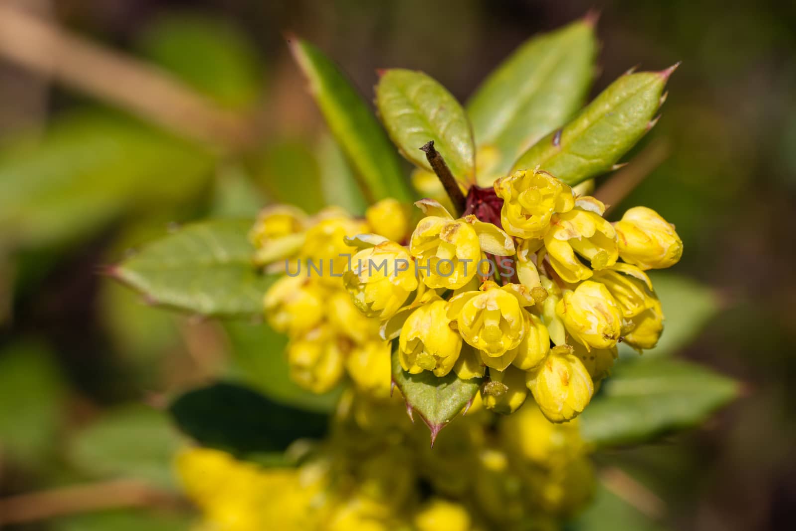 Wintergreen barberry (Berberis julianae), close up image of the flower head