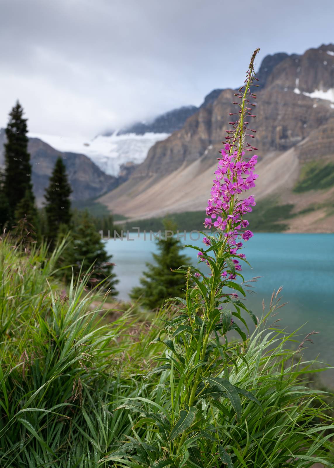 Icefield Parkway, Banff National Park, Alberta, Canada by alfotokunst