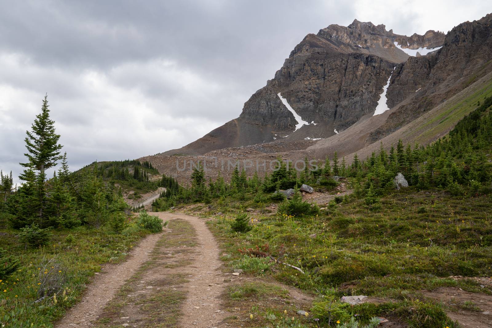 Hiking trail close to the Peyto Lake, Banff National Park, Alberta, Canada
